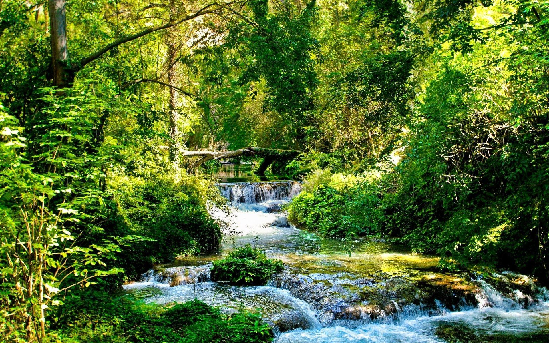 Wallpaper Stream, River, Streams, Green, Wood, Light, Trees