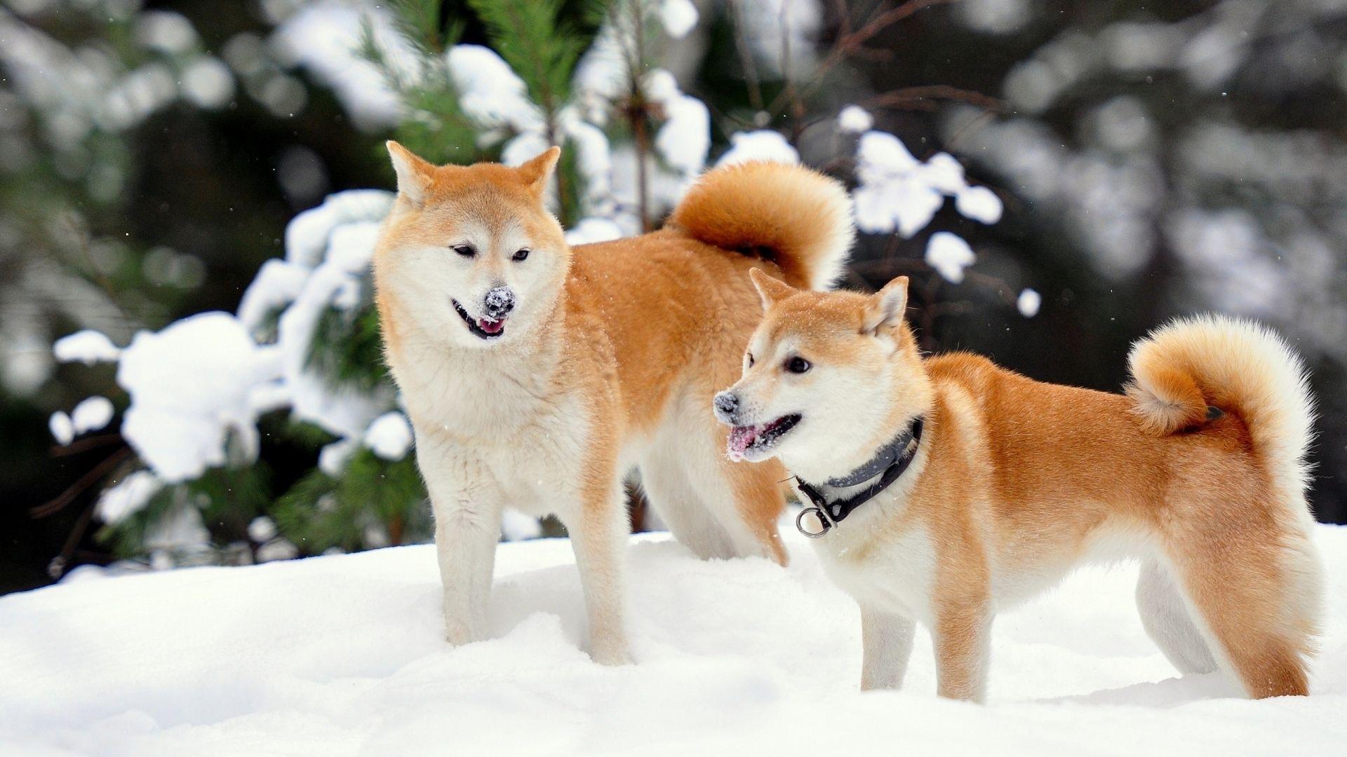 Download Wallpaper 1920x1080 Akita inu, Dog, Snow, Playful Full HD