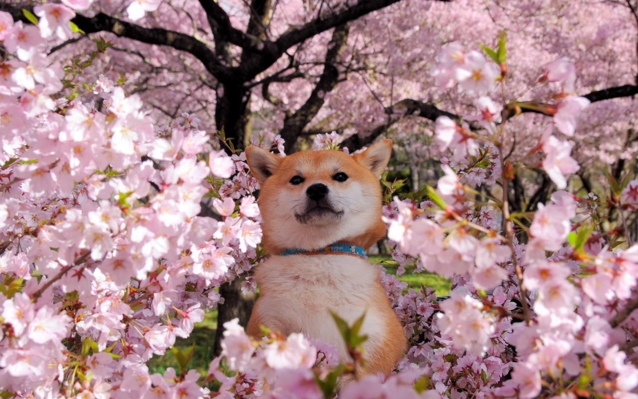 photo of Akita Dog Wallpaper • Petmehome