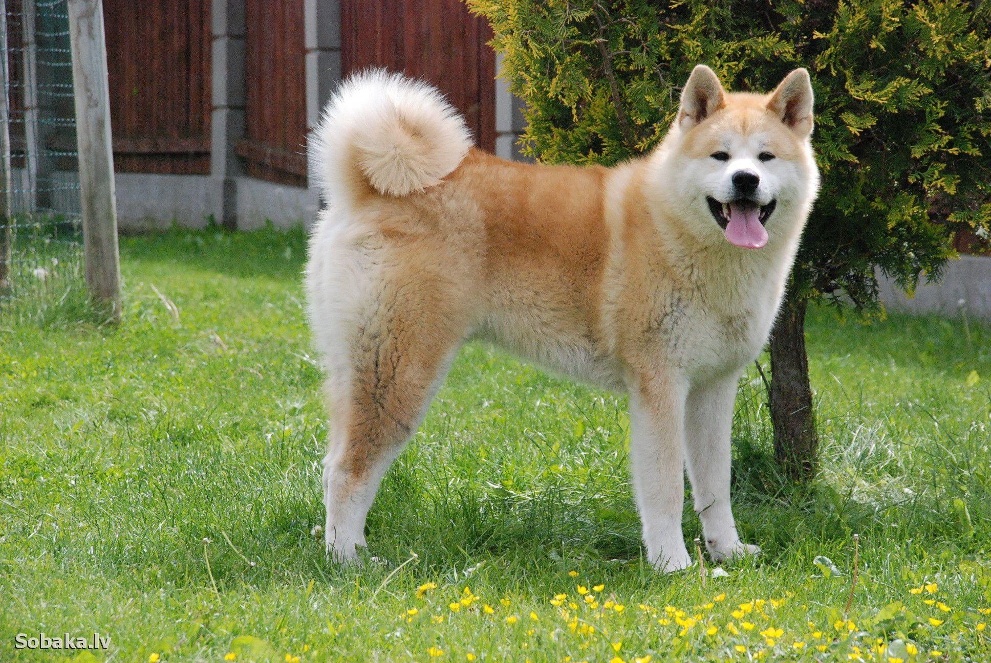 Akita inu dog beautiful picture and wallpaper