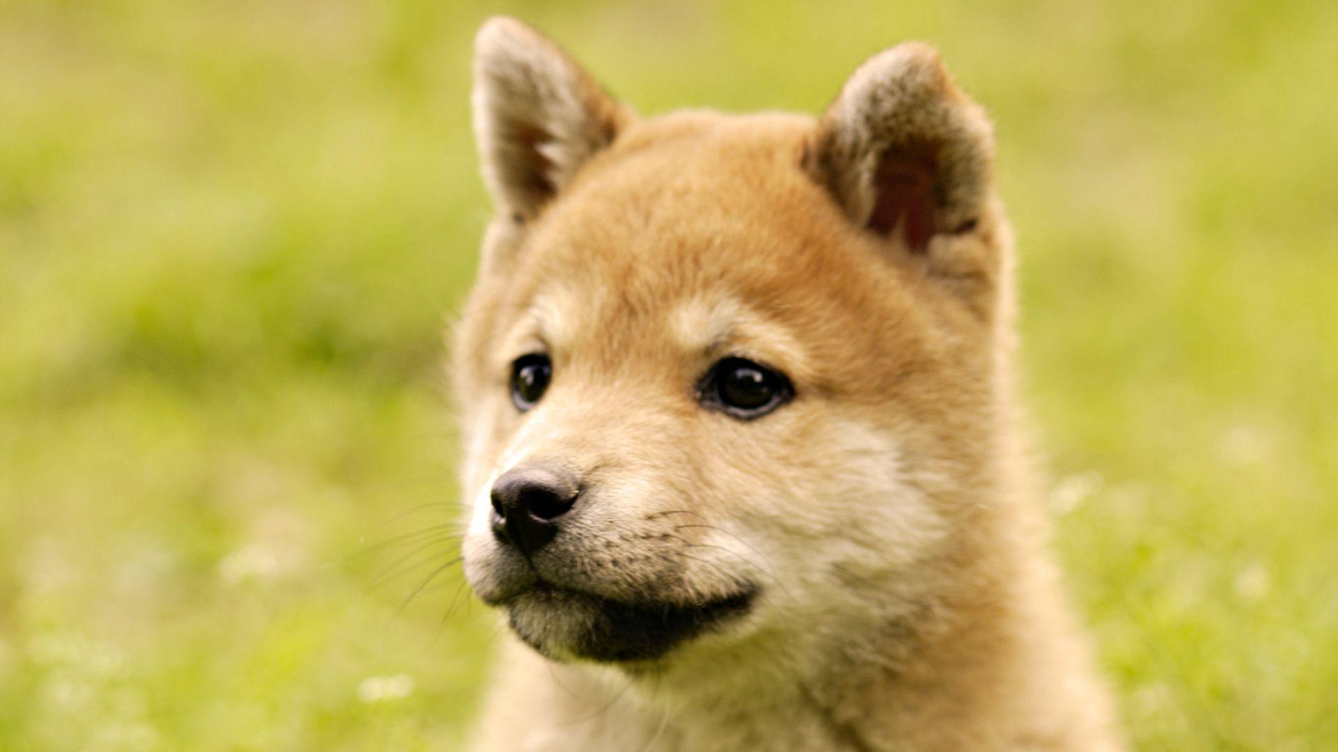 Animals, Dogs, Cute, Puppy, Akita, Inu, Desktop, Background, High