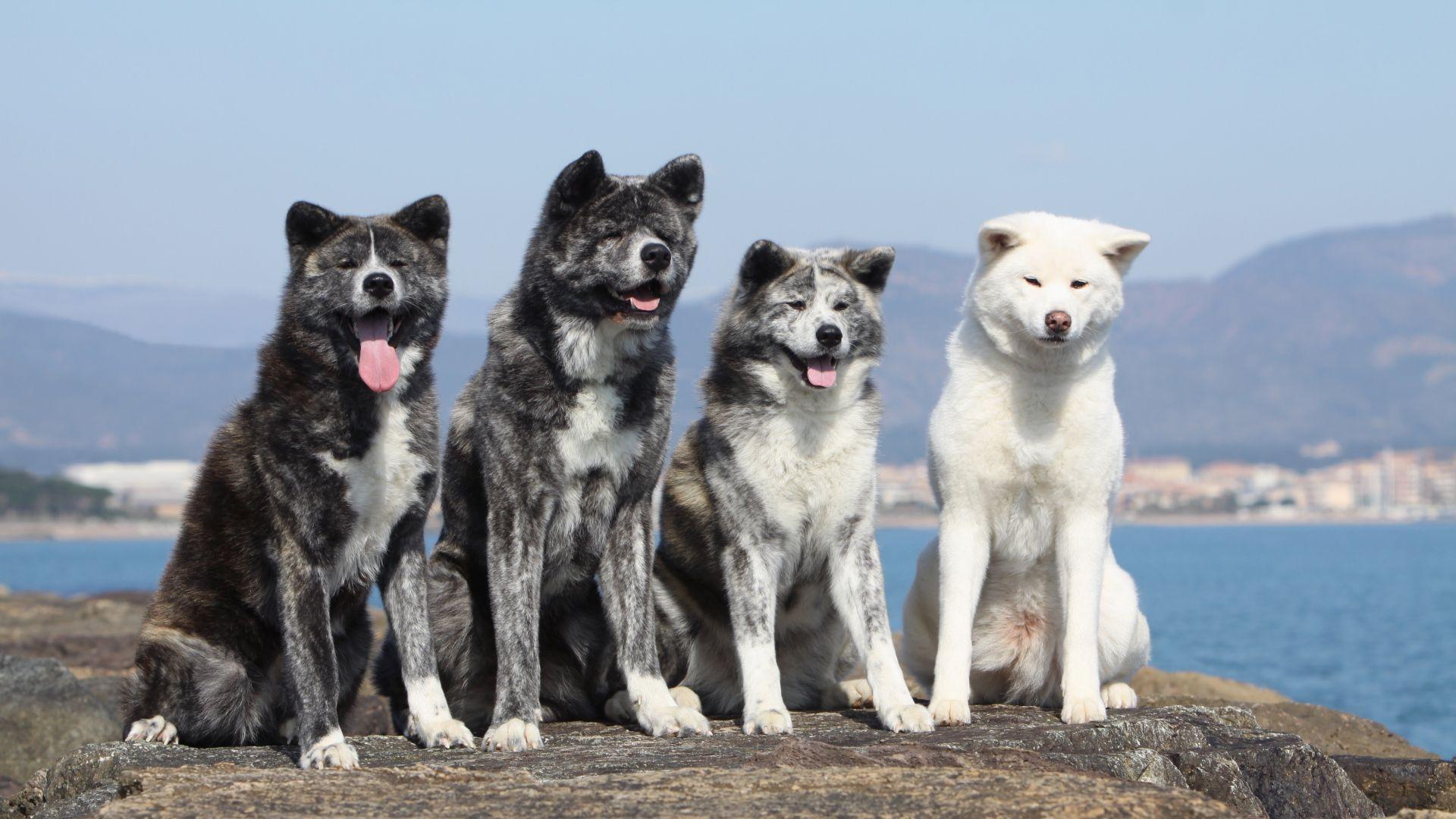 Download Wallpaper 1920x1080 akita inu, dogs, spotted, slope Full