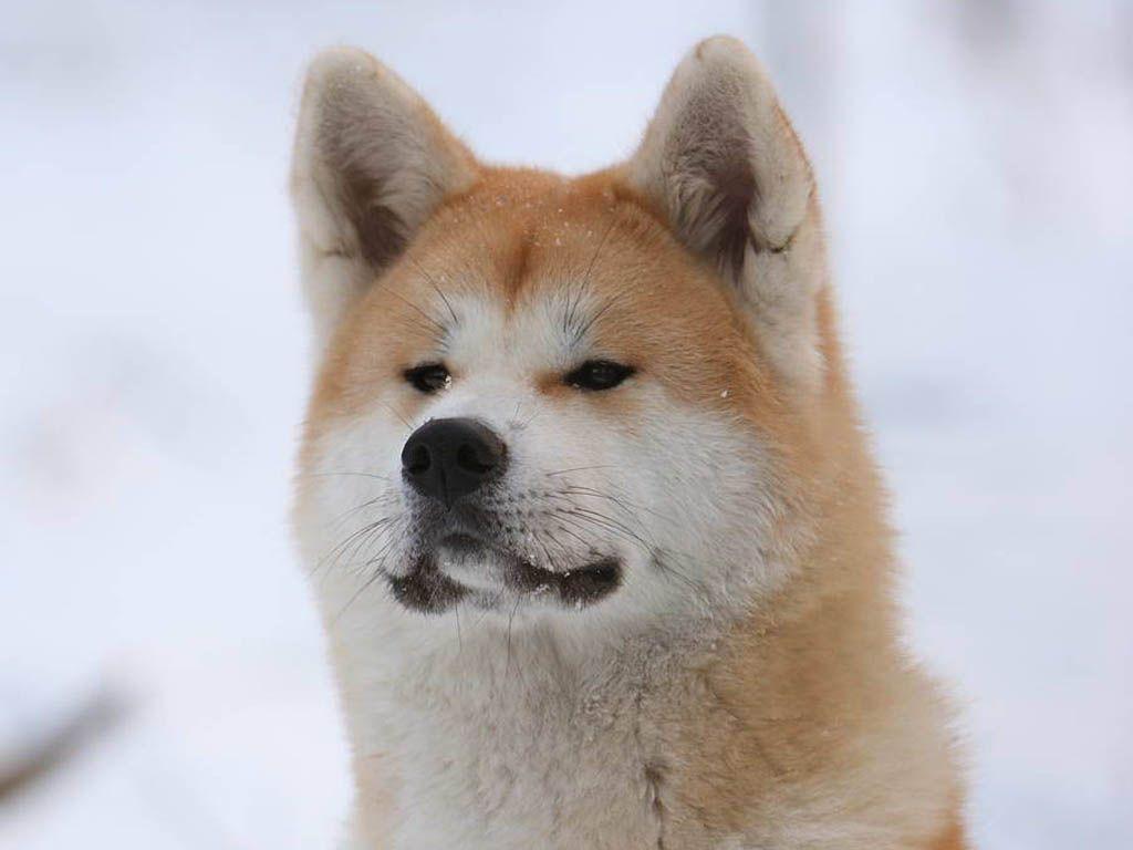 Akita Dog Picture and Wallpaper