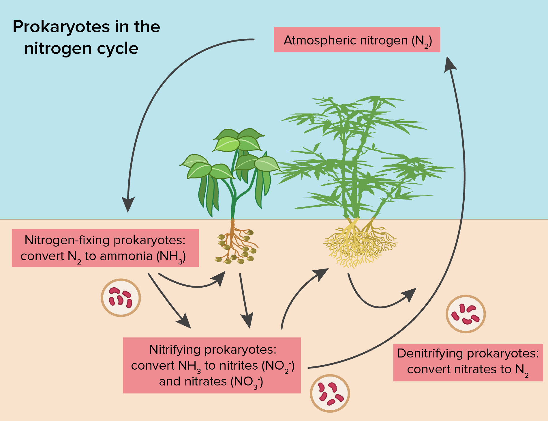 Intro to biogeochemical cycles (article)