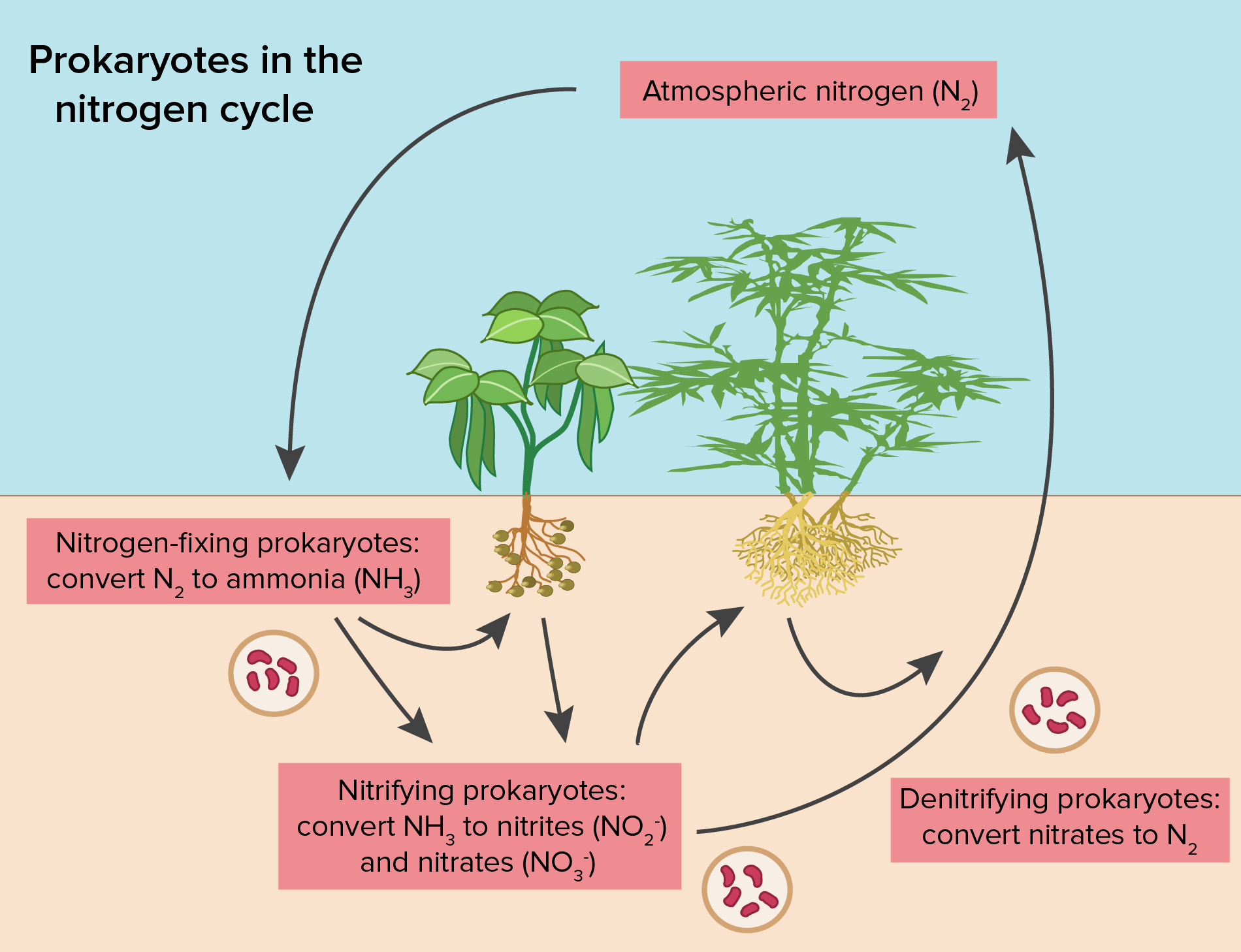 nitrogen-cycle-wallpapers-wallpaper-cave