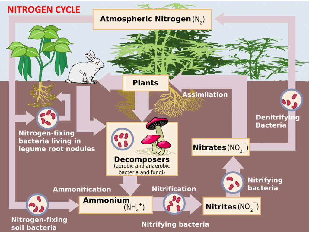 Biogeocycles: Water Cycle, Carbon Cycle, Nitrogen Cycle Mineral