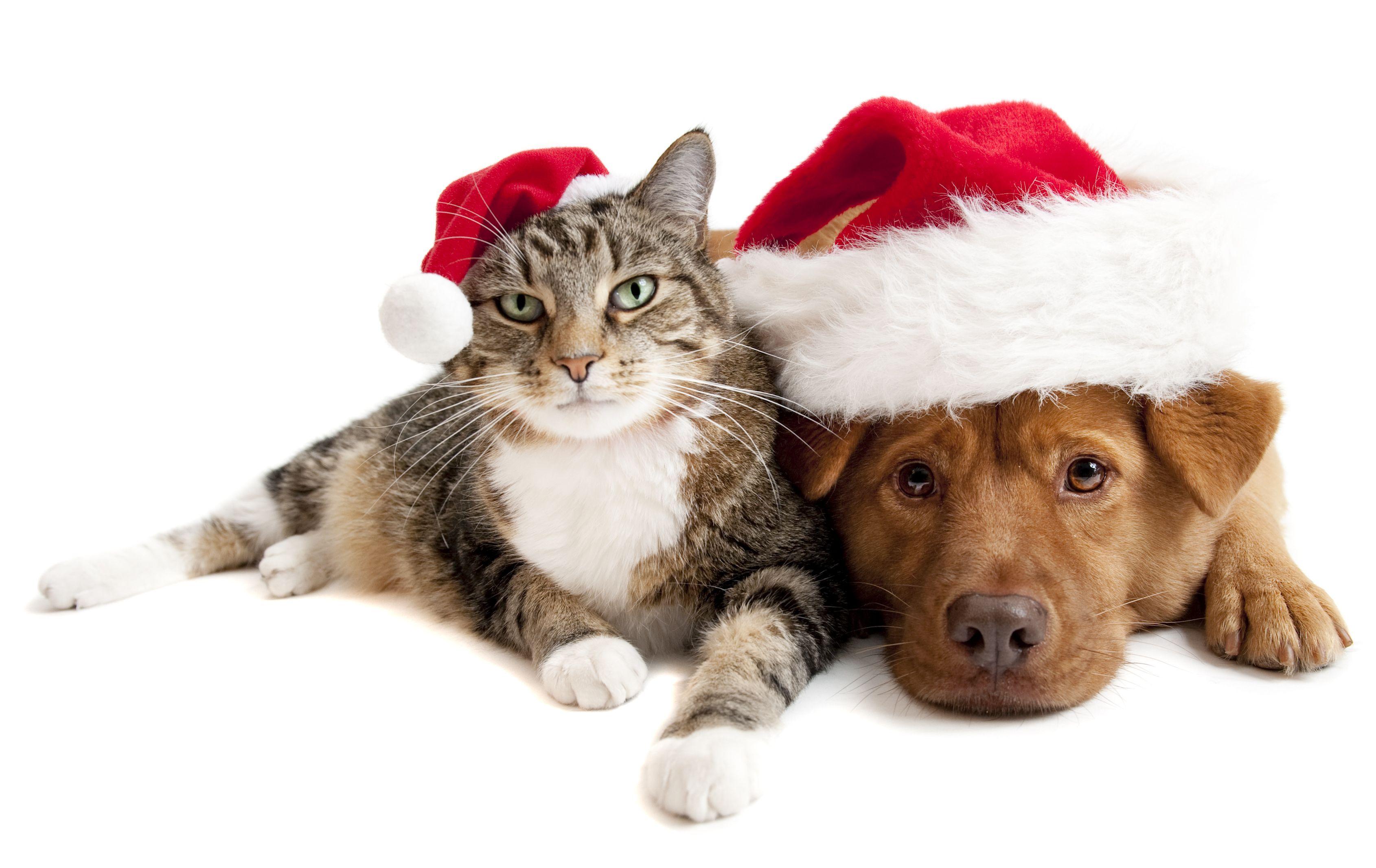 Cat & Dog HD Wallpaper and Background