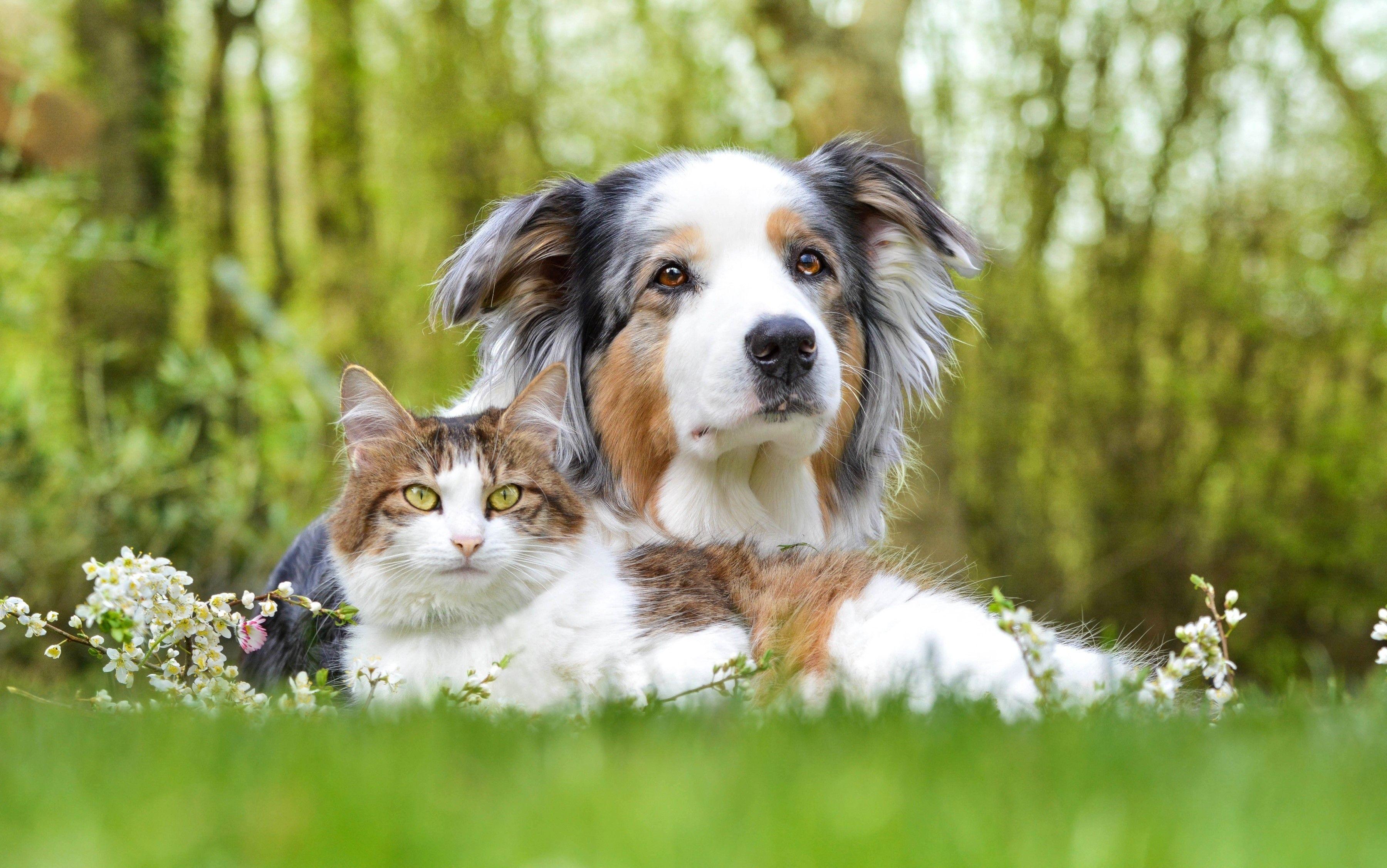 Cat & Dog HD Wallpaper and Background