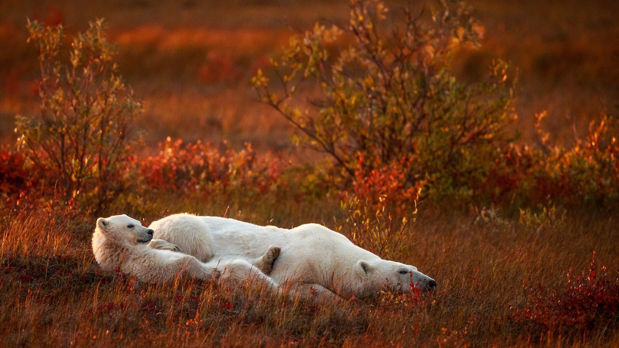 nature, Animals, Baby Animals, Polar Bears, Field, Grass, Plants