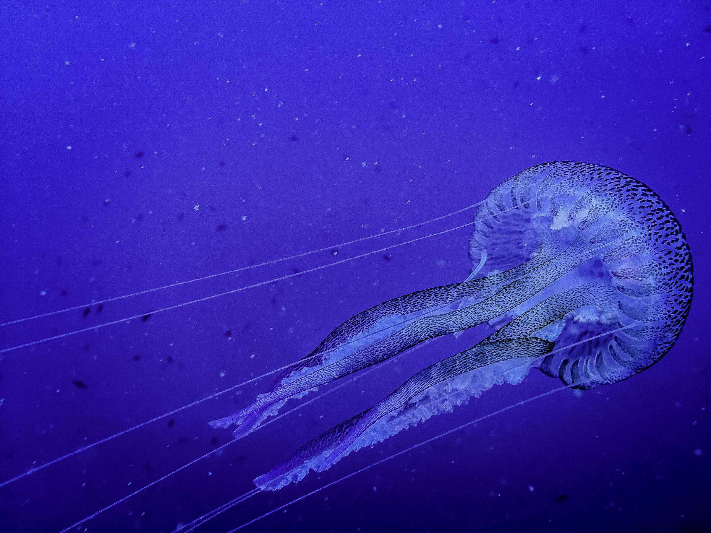 Wallpaper Of Jellyfish Can Teach About Climate Change