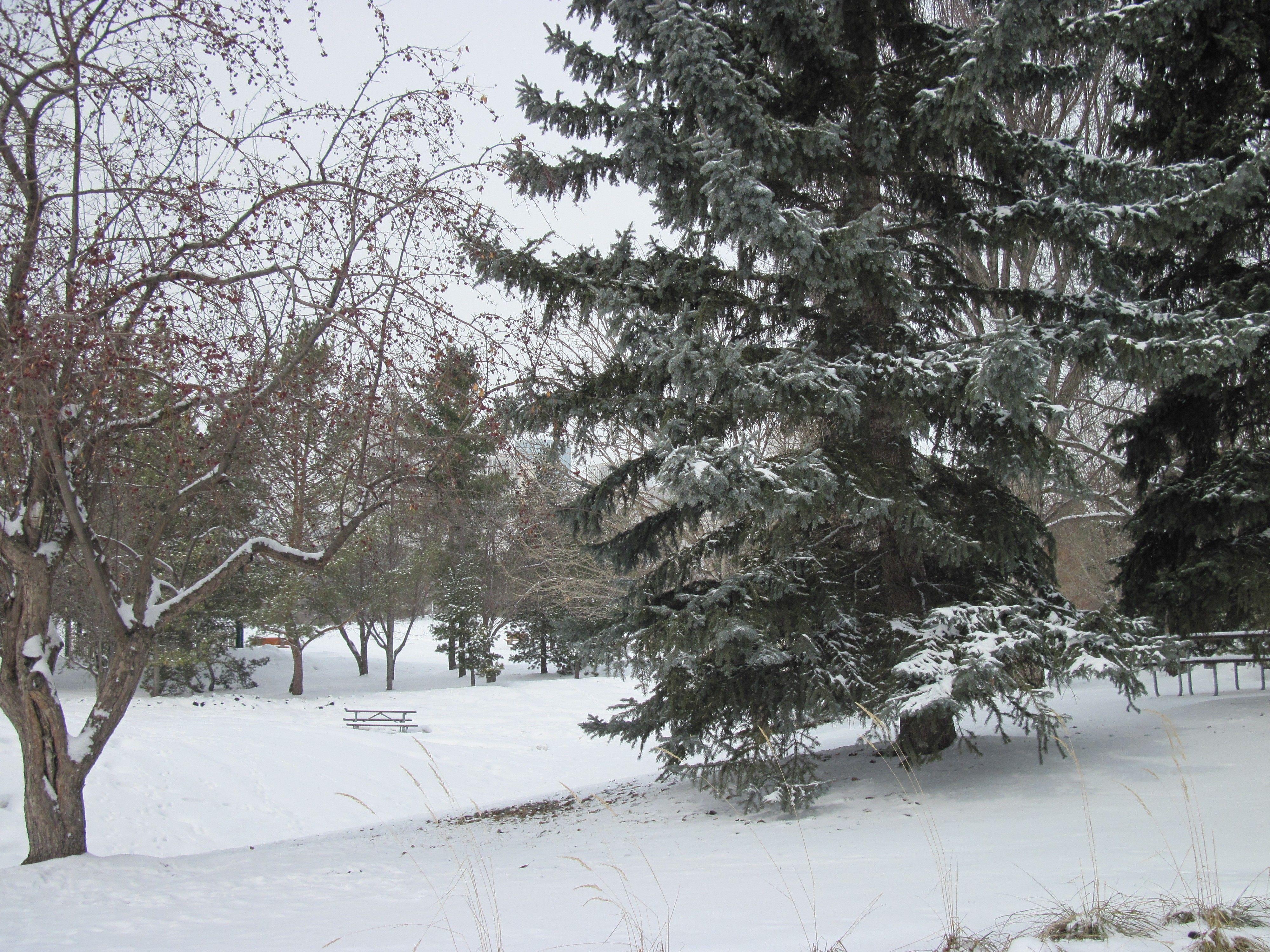 Winter: Global Warming Snow White Photography Green Winter Nature