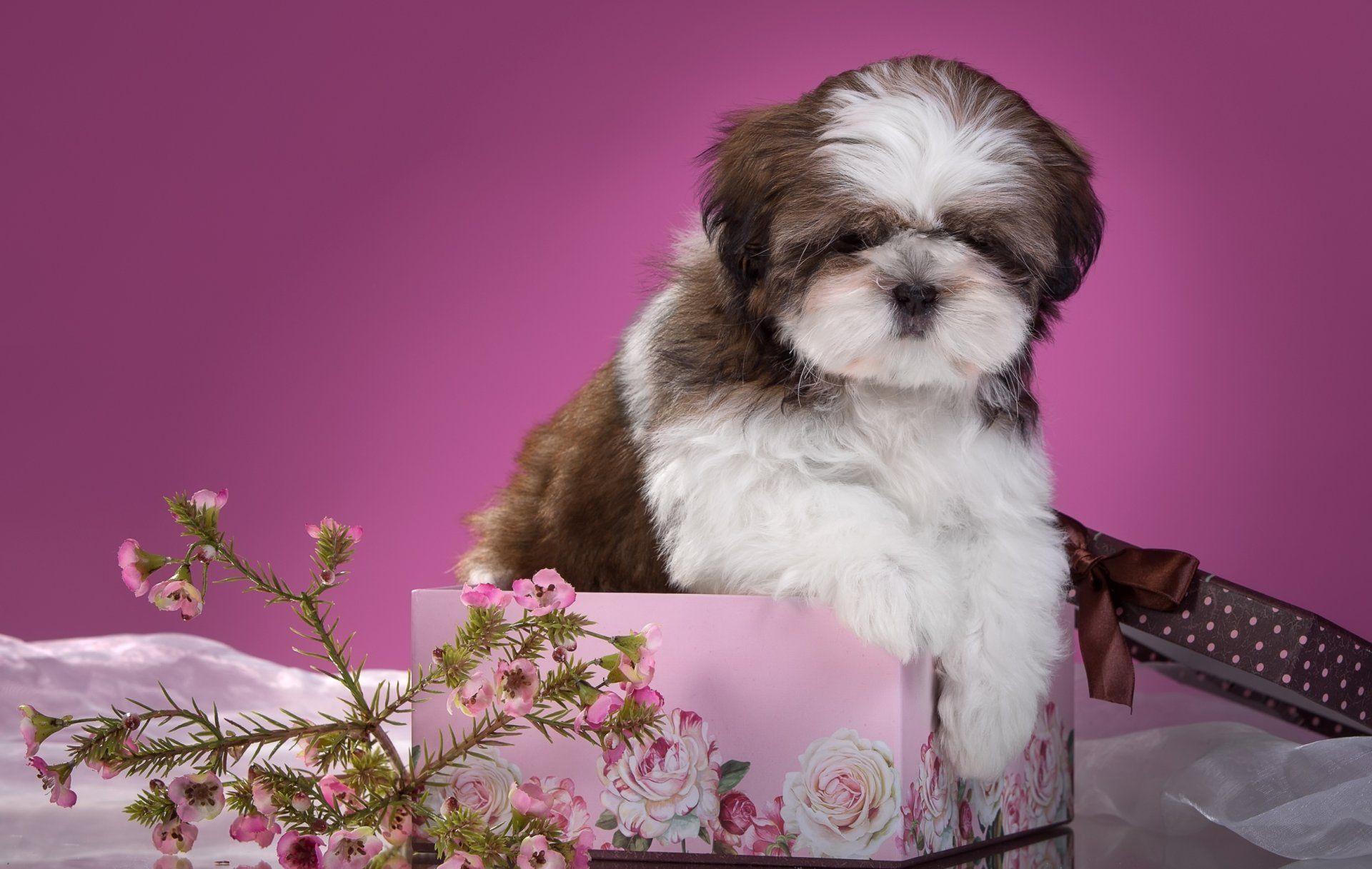 shih tzu puppy flower box HD wallpaper