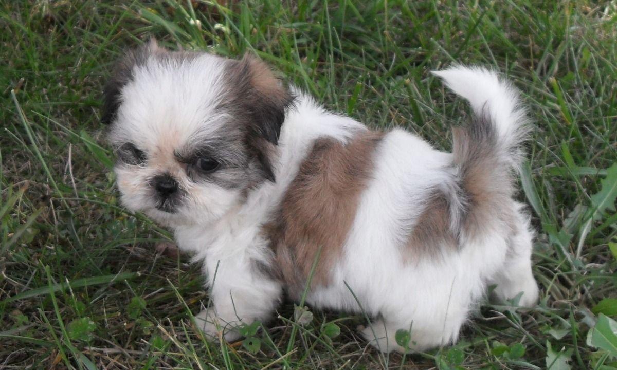 Very Cute Shih Tzu Puppy Picture And Photo