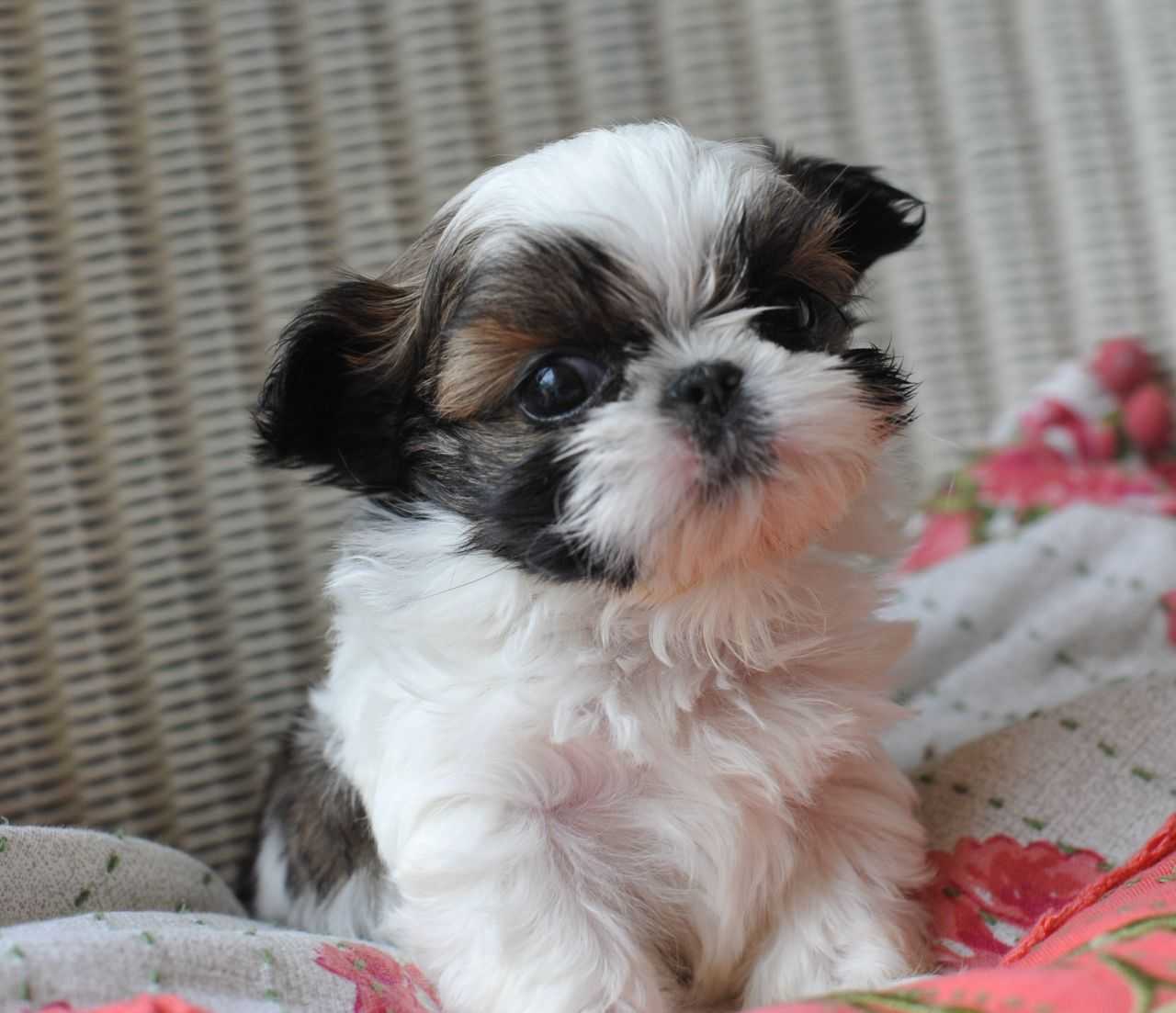 Wallpaper For Teacup Shih Tzu Puppies History Picture Of High