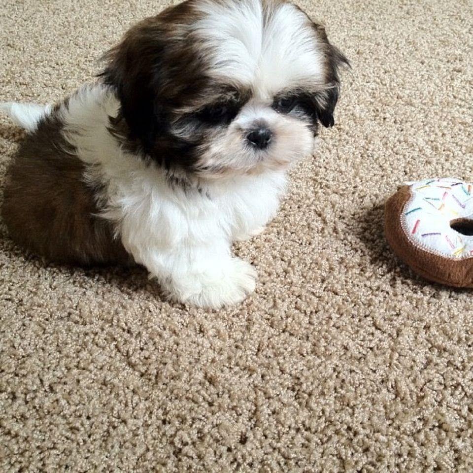 Meet My New Puppy, Junior (9 weeks old Shih Tzu)