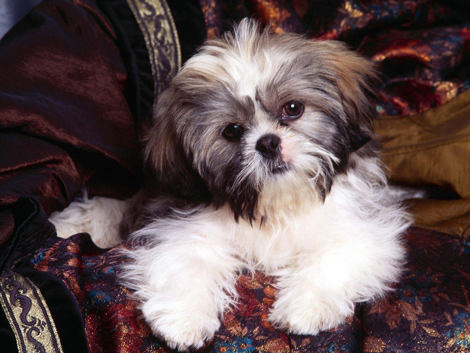 Shih tzu puppies from reputable dog breeders, Get matched