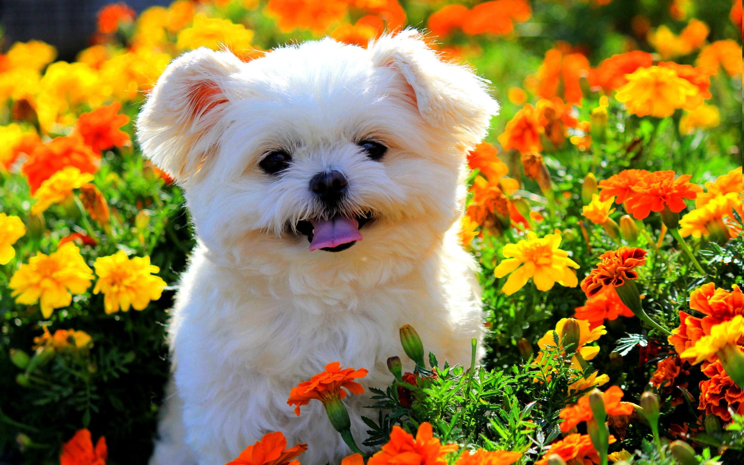 Cute Puppy in Flowers HD Wallpaper. Background Imagex1600