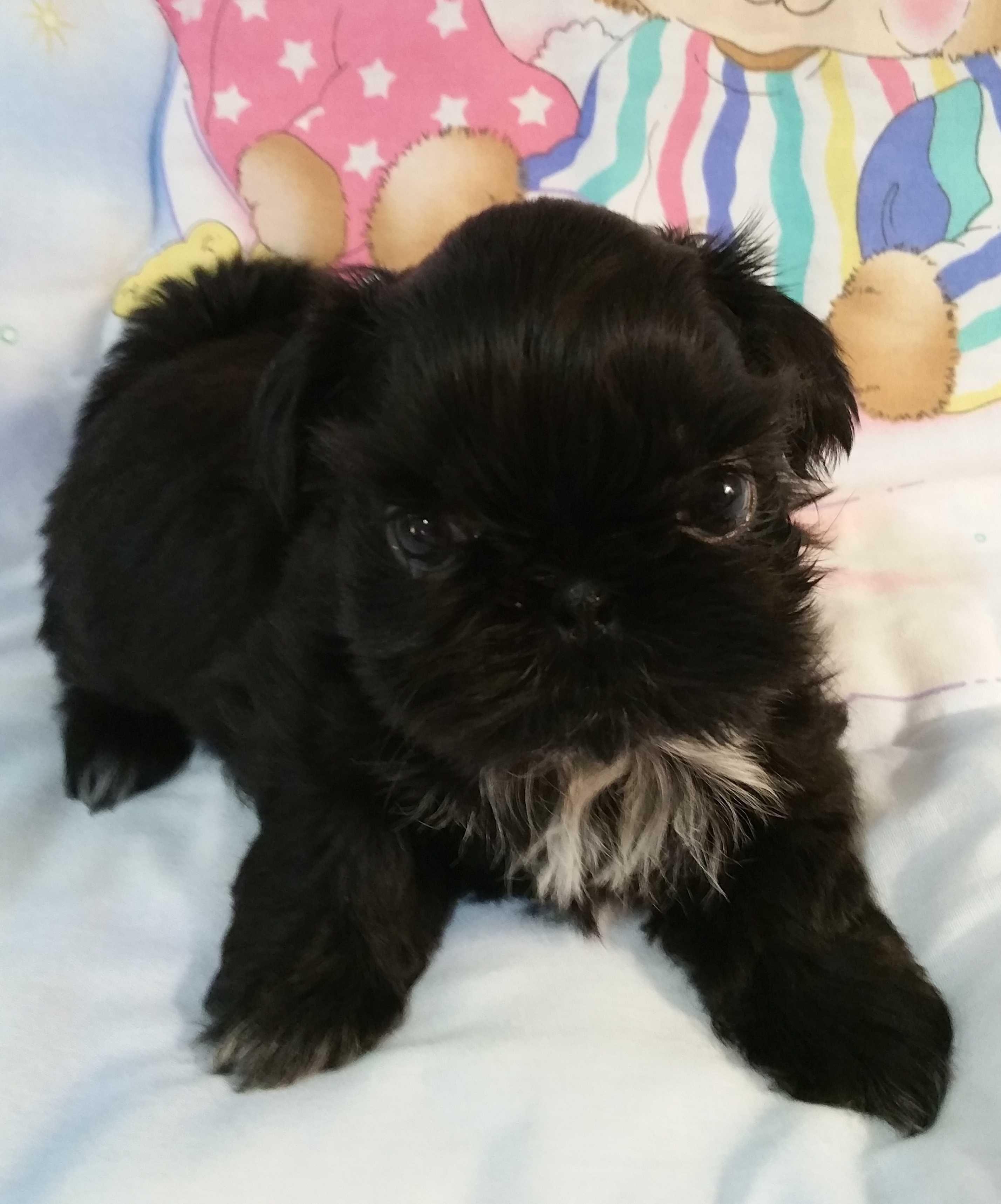 Top Quality Champion Sired Female Shih Tzu Puppies For Wallpaper