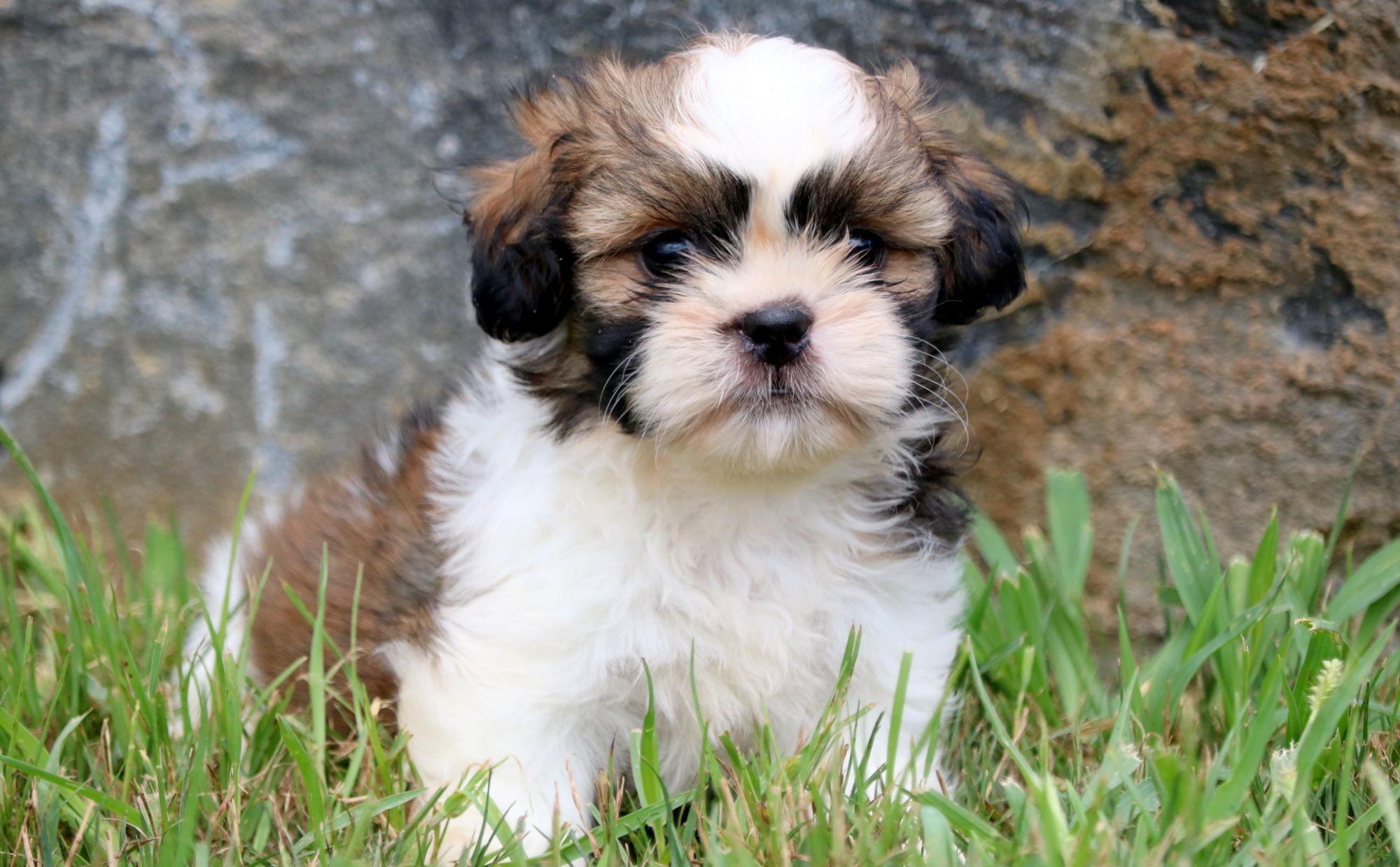 Images Of A Shih Tzu Shih Tzu Dog Breed Native Breed