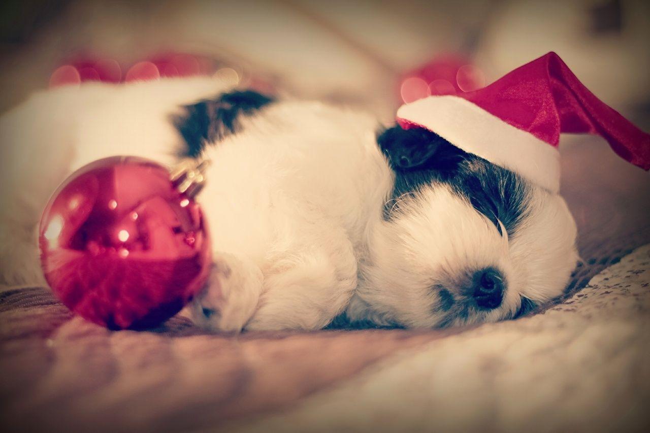 Image Puppy Shih Tzu Dogs Christmas Sleep Balls Animals
