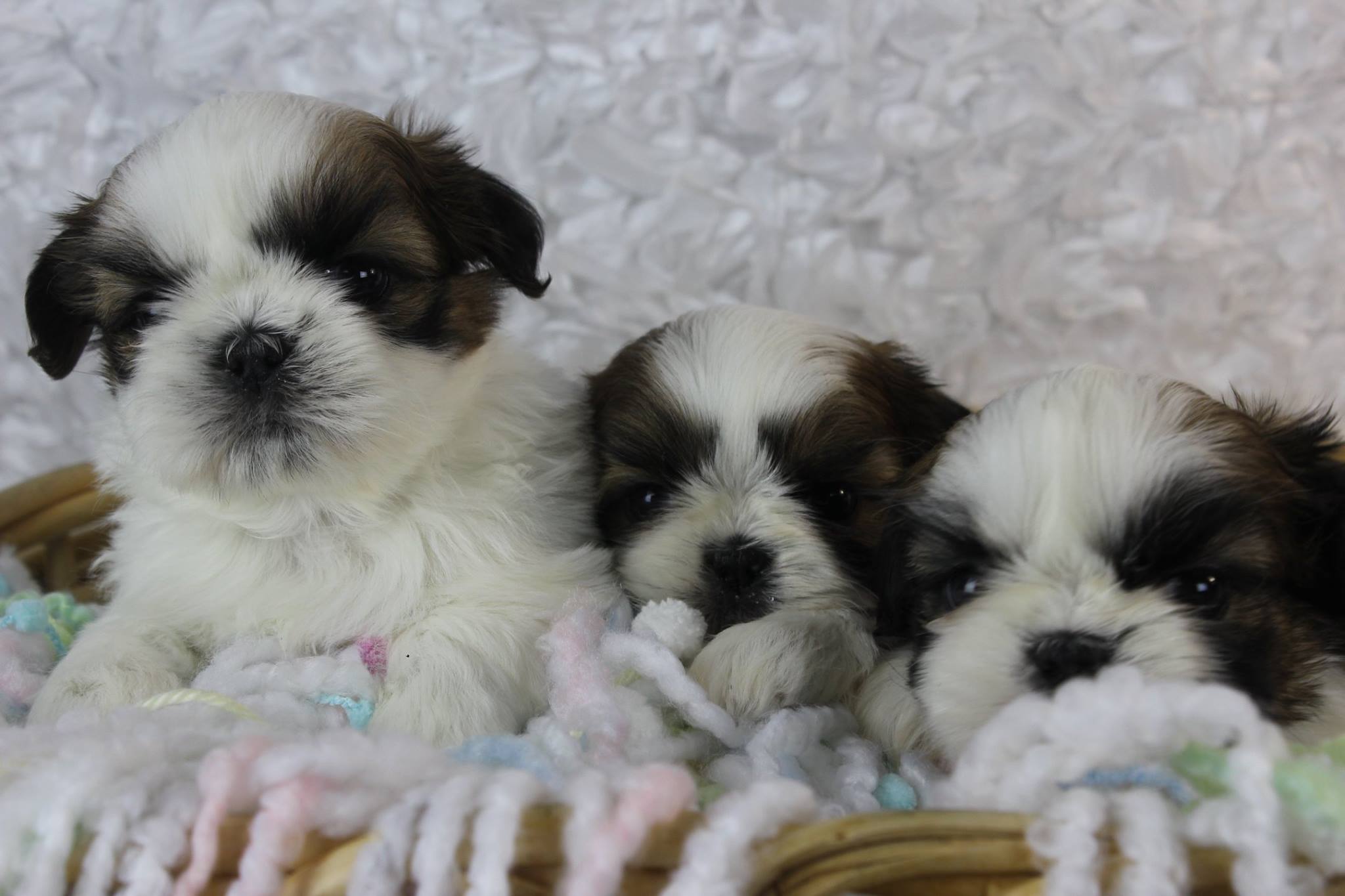 Wallpaper HD Of Shih Tzu Puppies In Northern New Pics Mobile