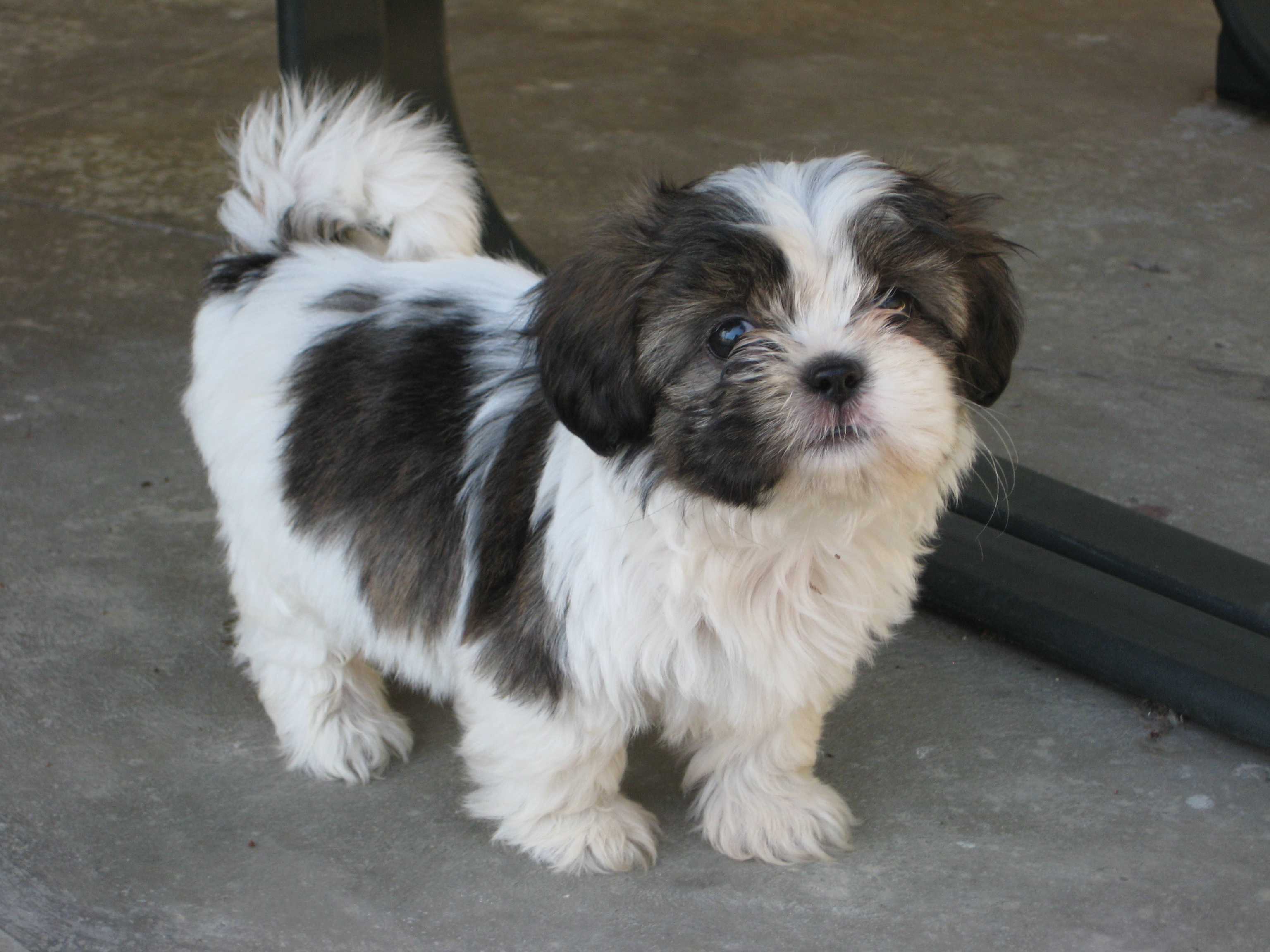 Picture Of Shih Tzu Puppies High Resolution Photo Black
