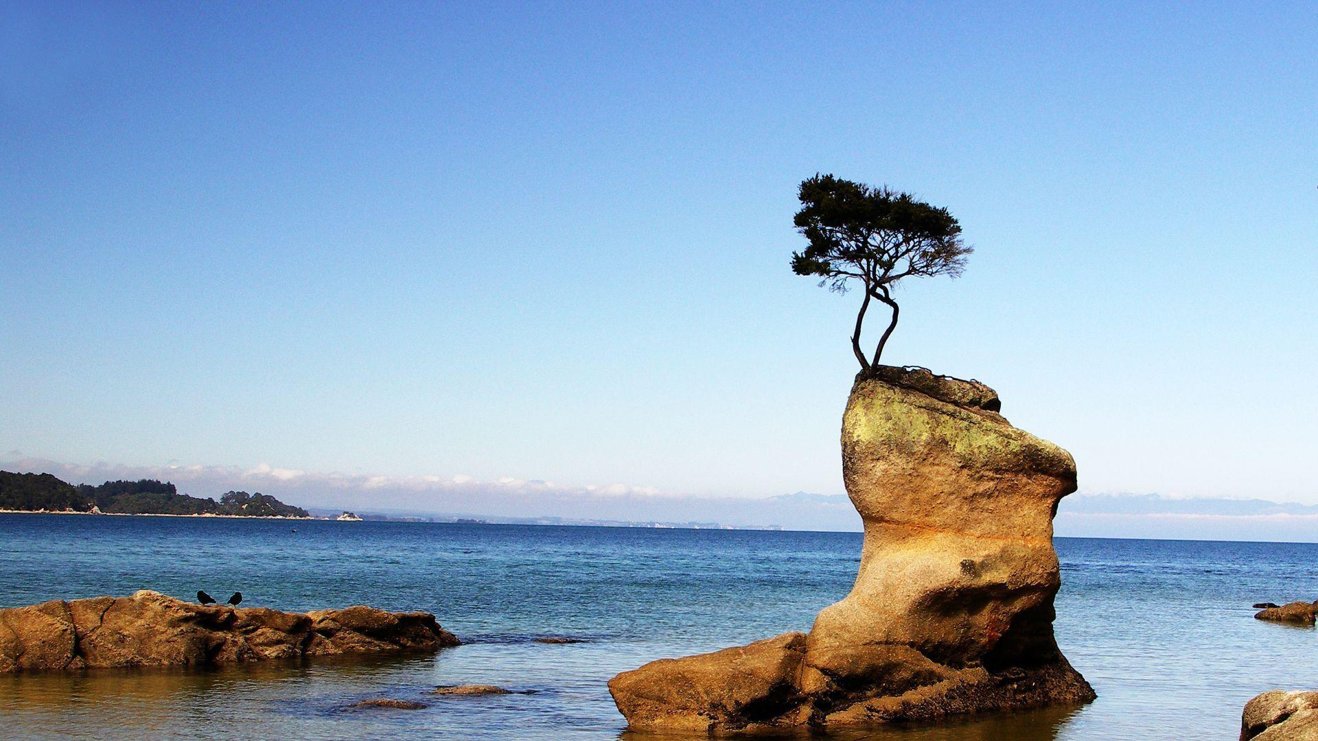 Tree growing on a rock at the seashore Wallpaper