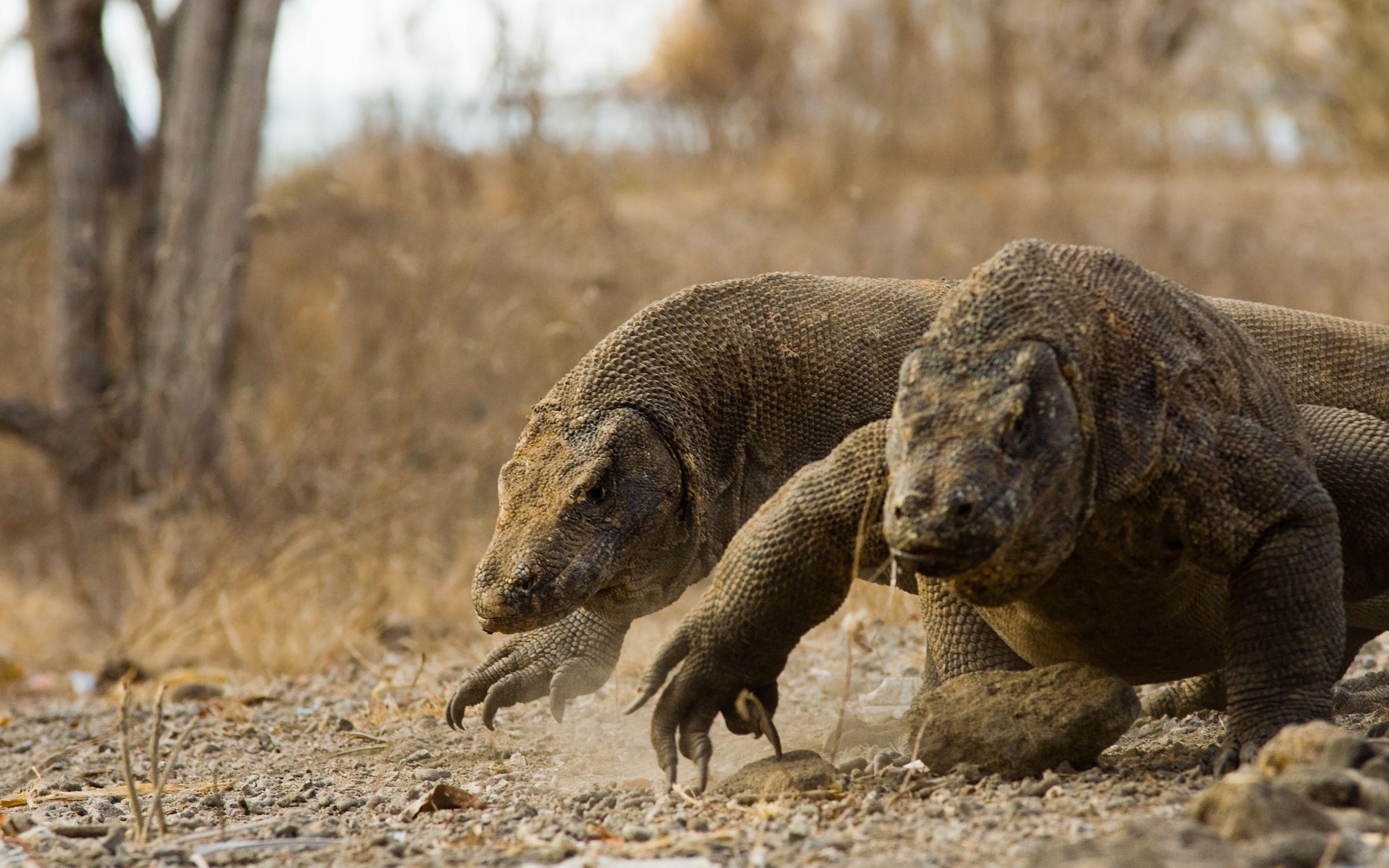 Komodo Wallpapers - Wallpaper Cave