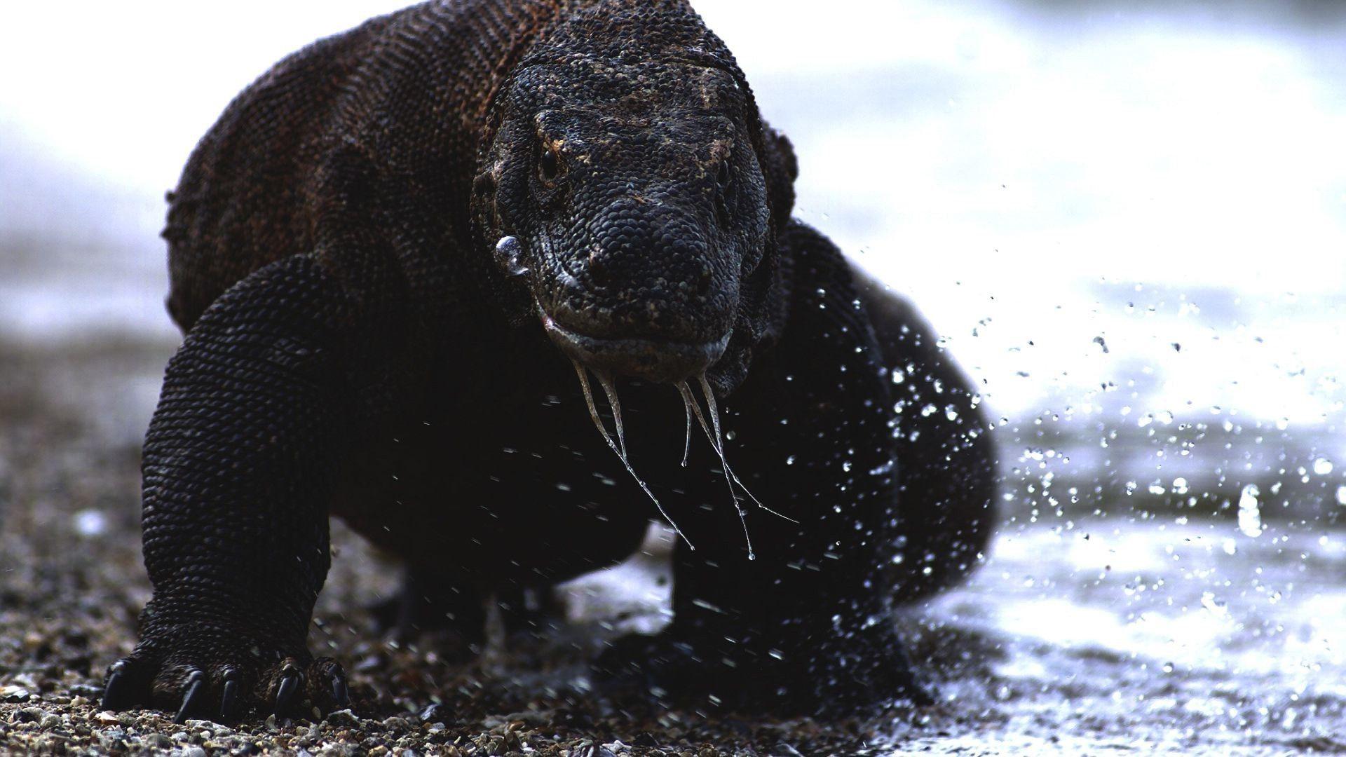 animals reptiles water sea dragon komodo dragon Wallpaper HD