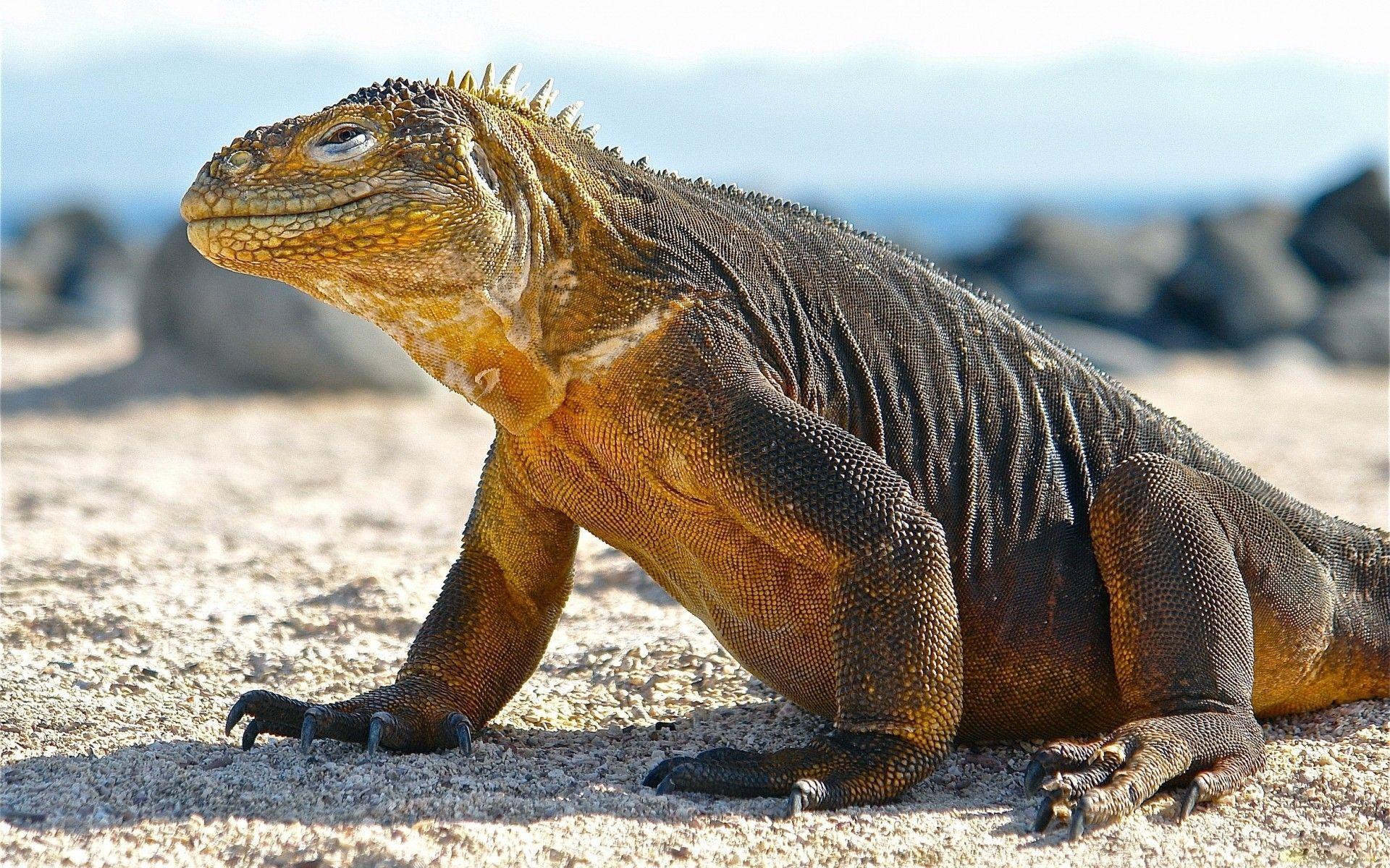 Komodo Dragon Desktop HD Wallpaper. Animal refs, lizards