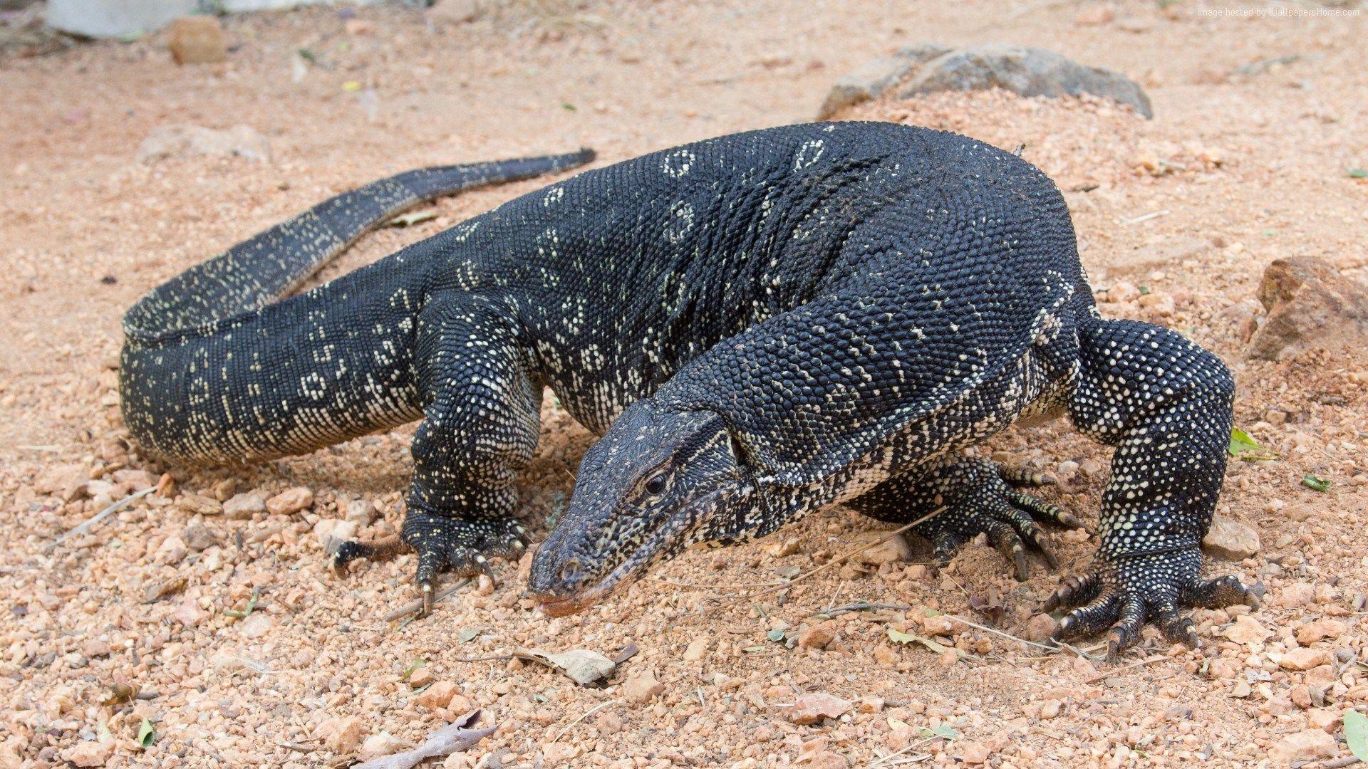 Komodo Dragon Wallpapers Wallpaper Cave