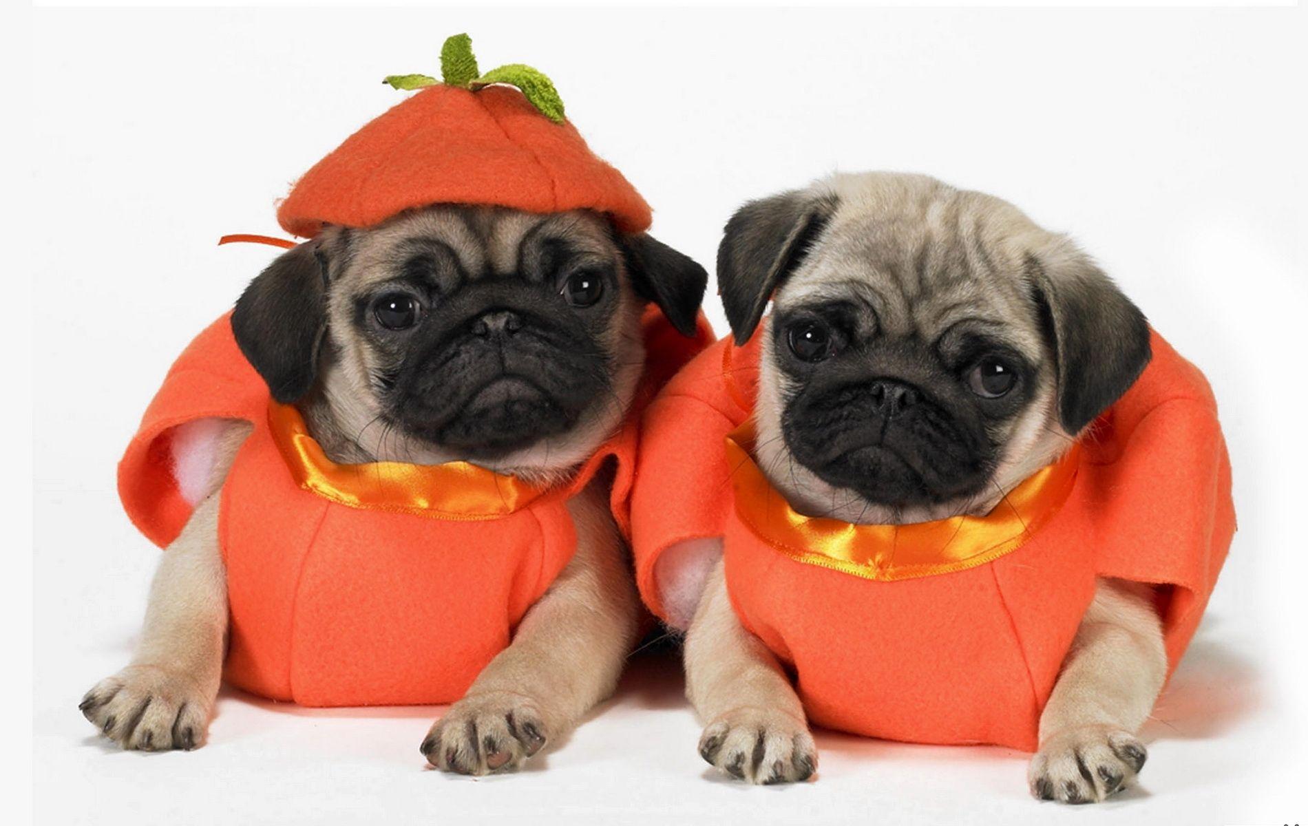 Wallpaper Pugs, Dogs, Puppies, Costumes HD, Picture, Image