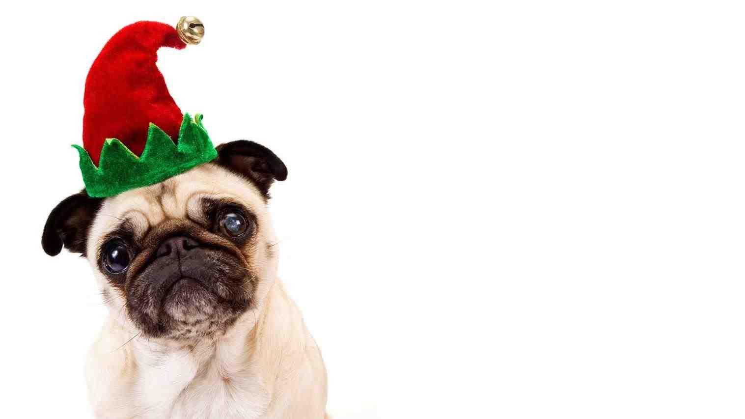 Pug Cute Christmas Pugs Wallpaper Wallpaperafari In Hats