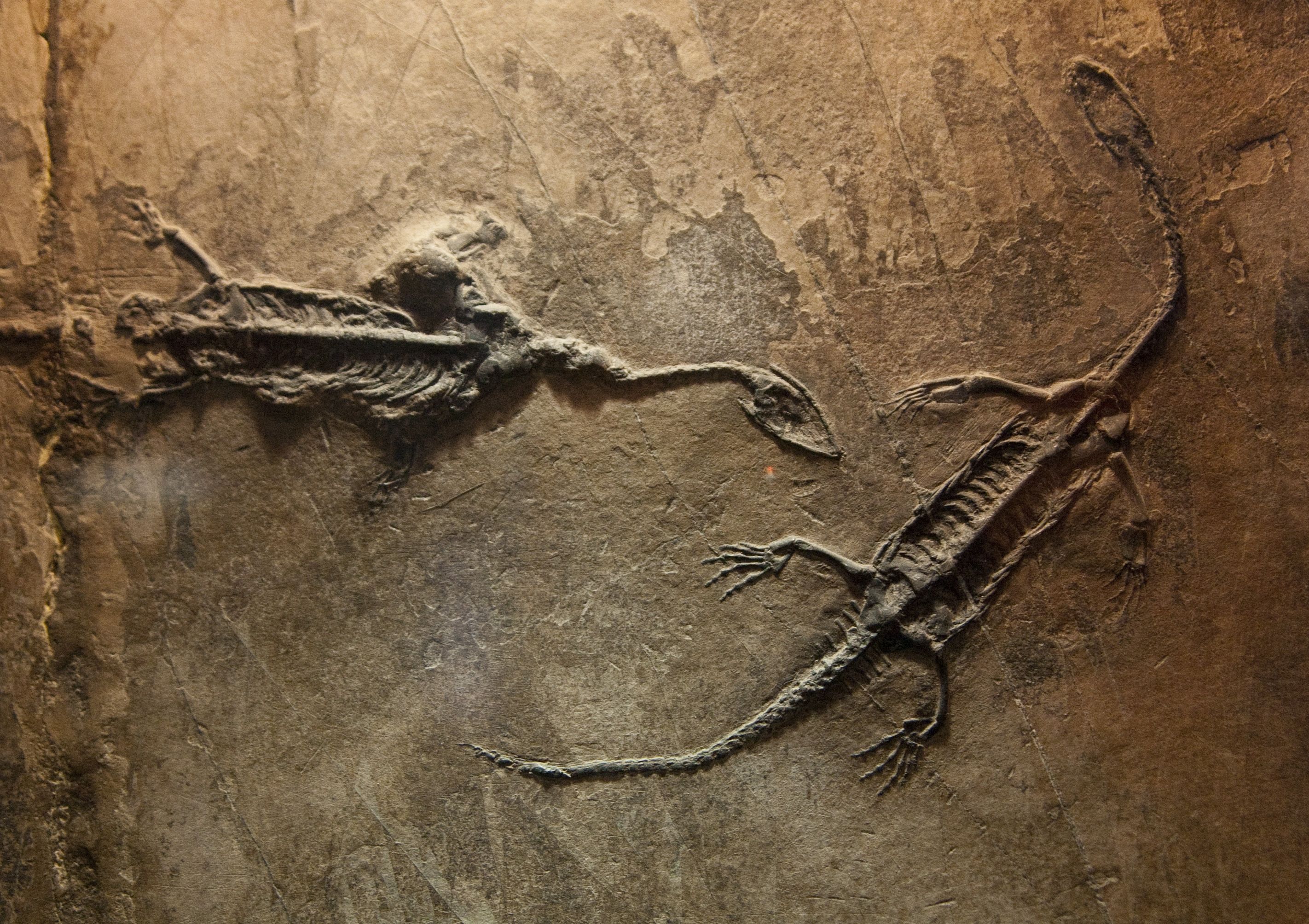 Fossil HD Wallpapers and Backgrounds