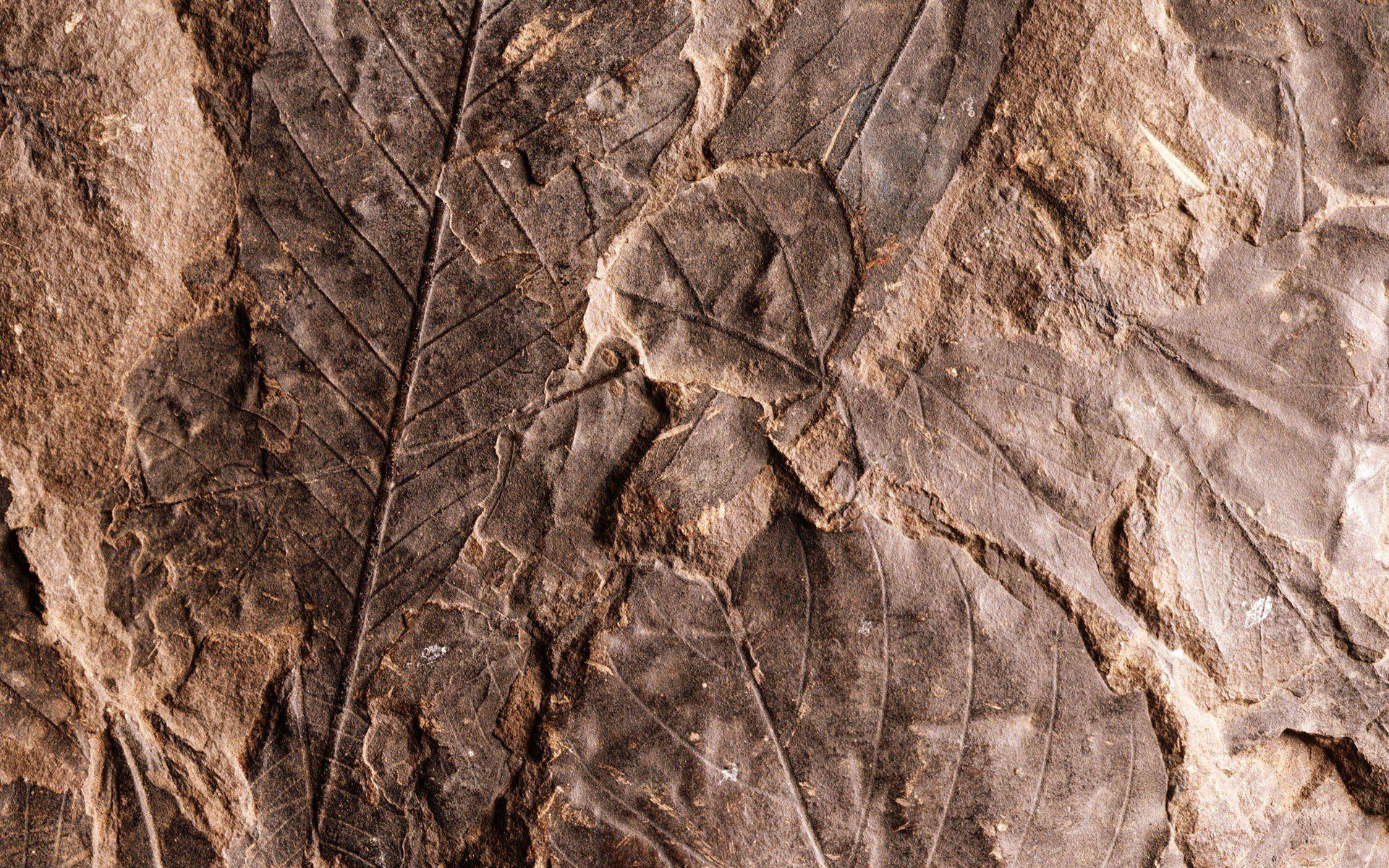 Fossil Wallpaper New
