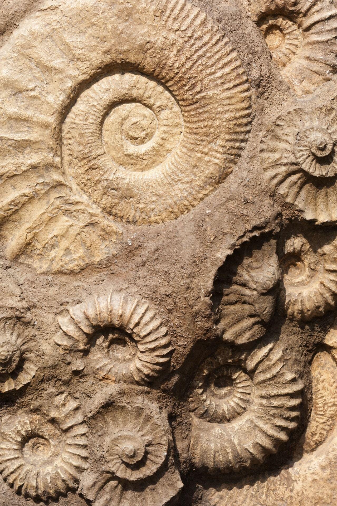 Stone, Shell, Fossil, Old, Ancient, fossil, extinct free image