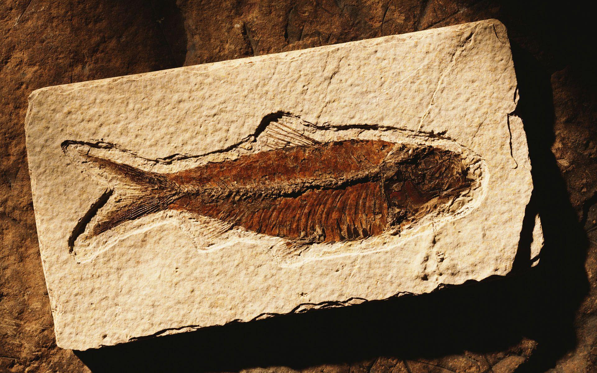 Wallpaper Fossils id:460 1920 x 1200 Image topwallpaper.eu
