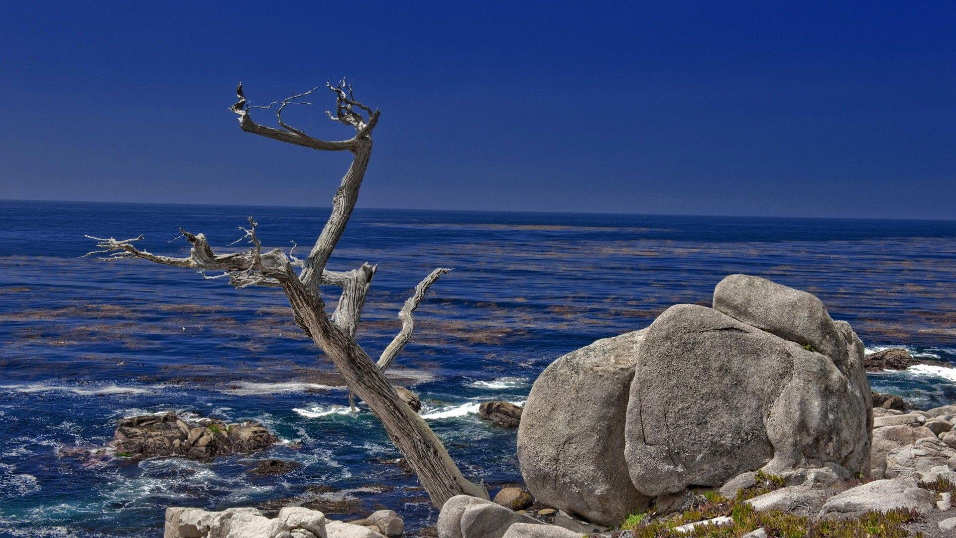 Beaches: Sea Tree Rocks Fossilized Shore Fossil Seashore Wallpaper