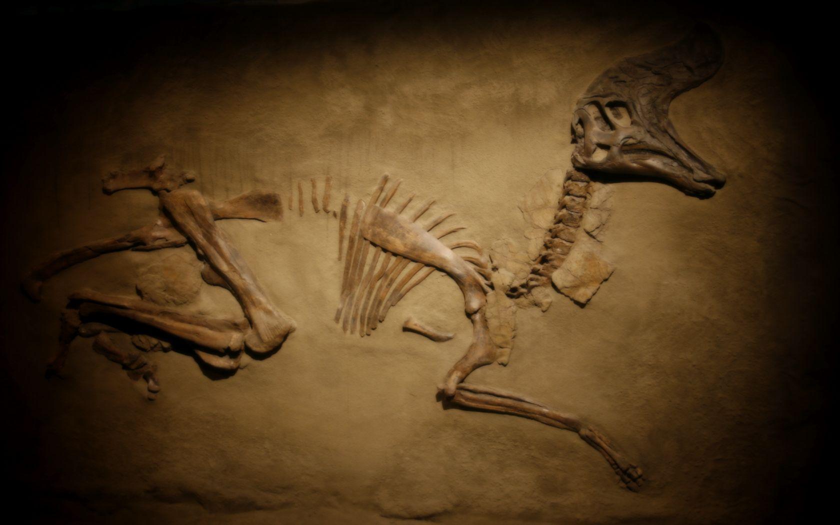 Dino bones wallpaper