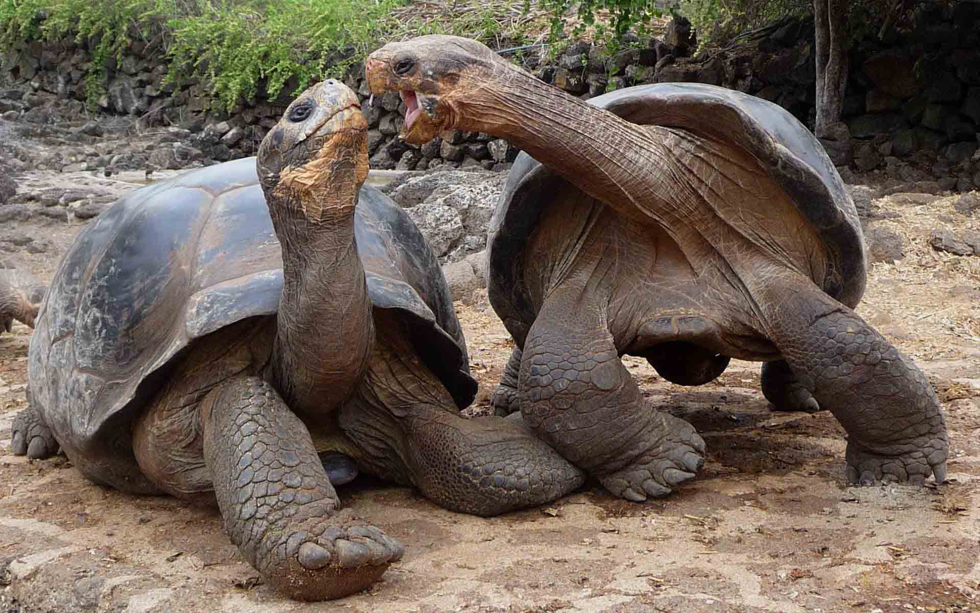 Galápagos tortoise. Places I'd Like to Go. Galapagos