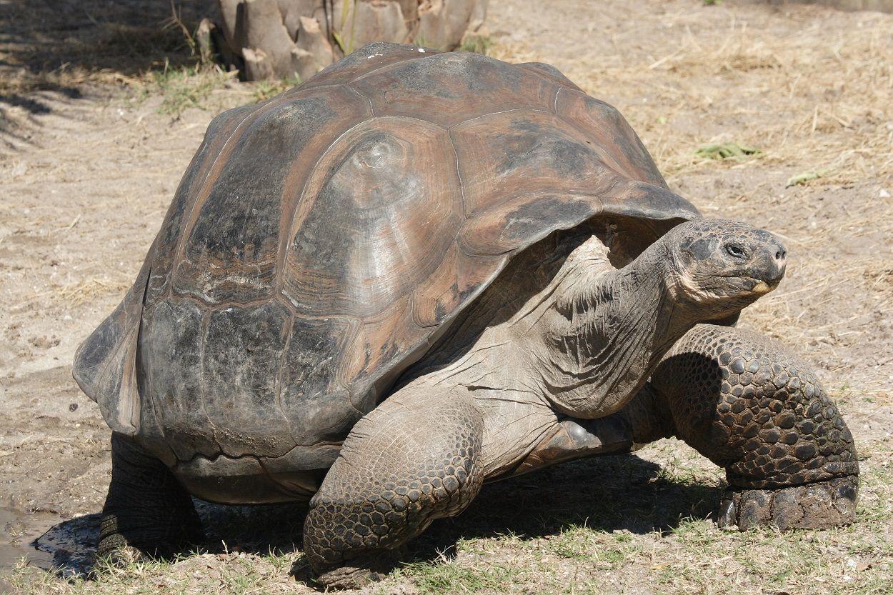 Galapagos Tortoise Facts, Habitat, Diet, Life Span, Picture