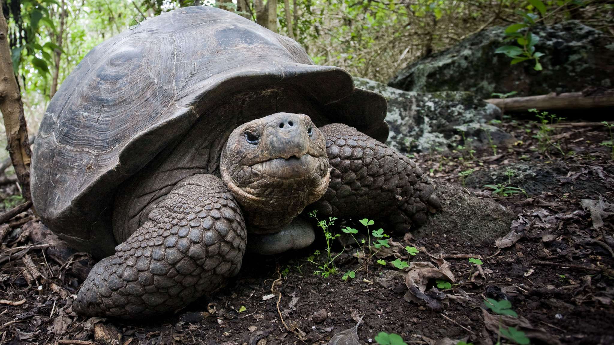 Galapagos Tortoise Habitat, Diet & Reproduction