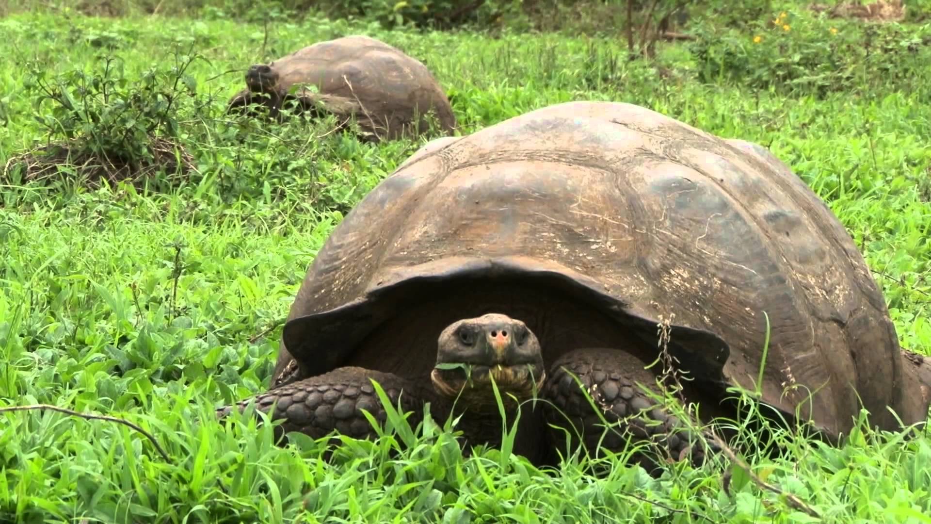 Galápagos Giant Tortoise Conservation