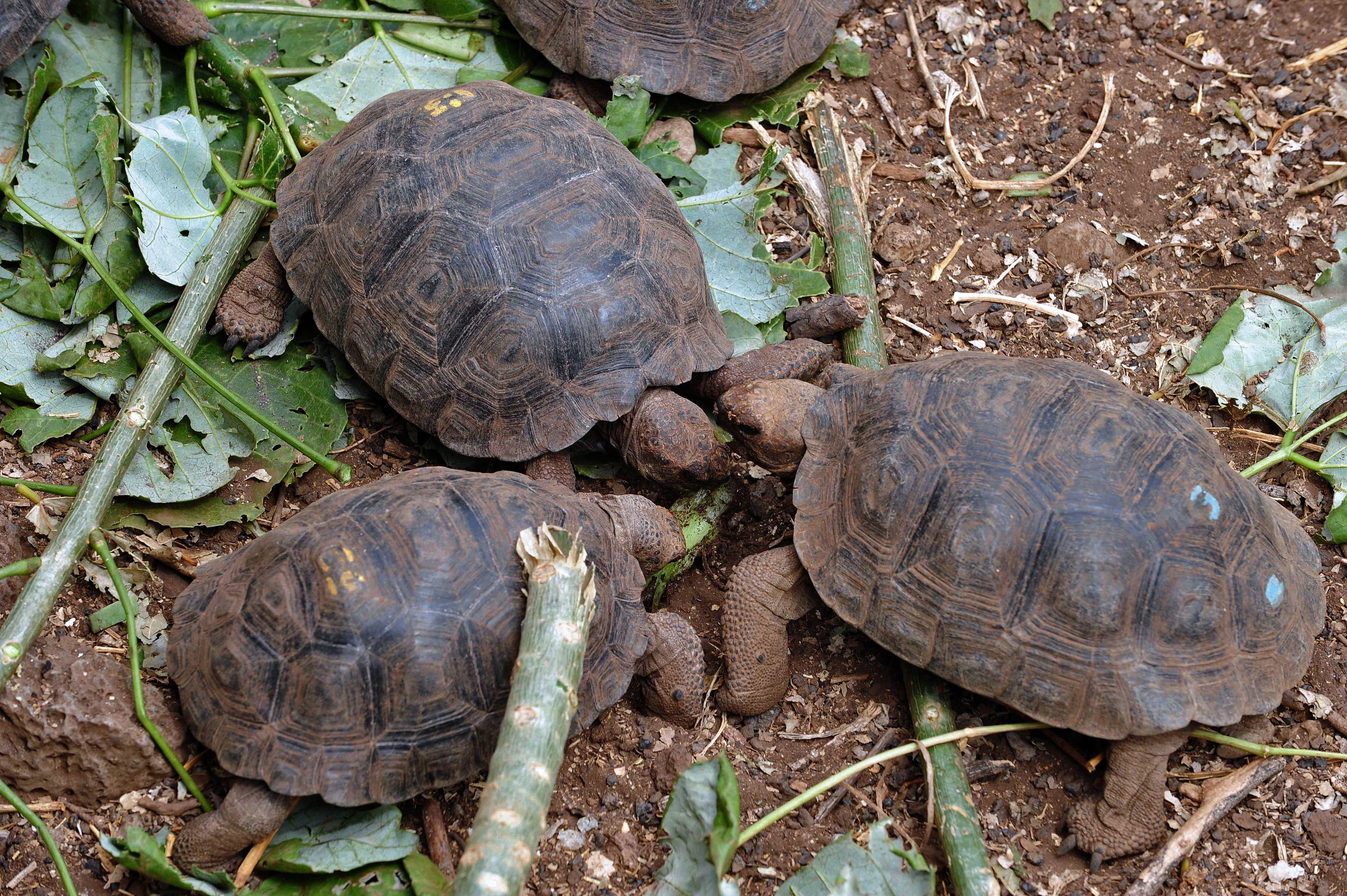 Long Extinct Galápagos Tortoise Species May Be On Its Way Back