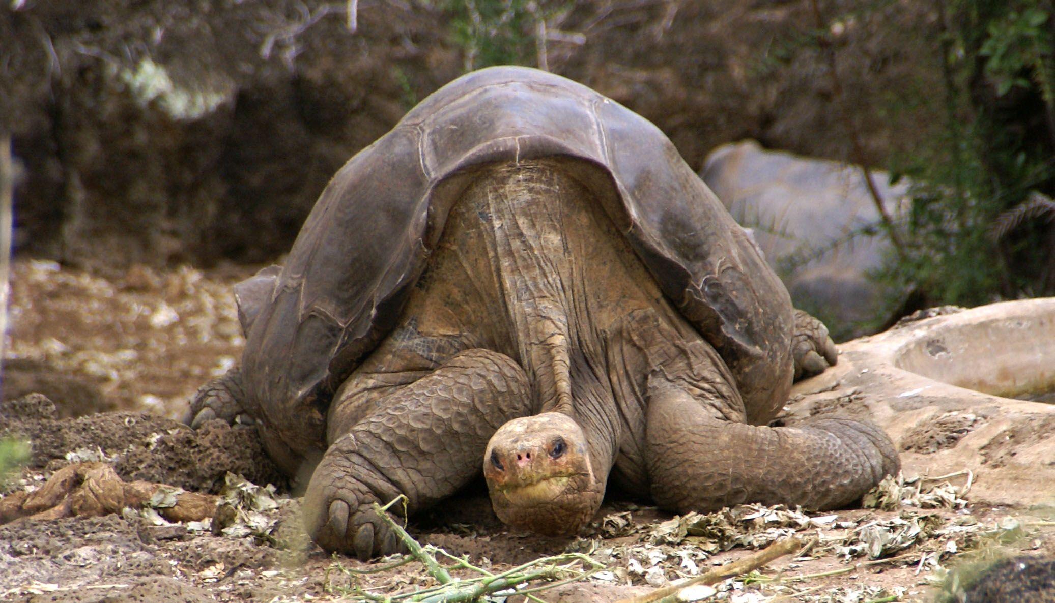 List of species of Galápagos tortoise