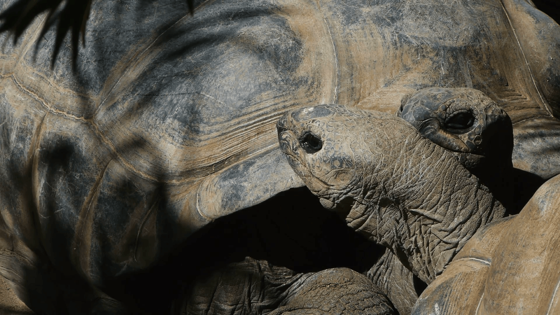 close up of a galapagos tortoise (Chelonoidis nigra) biting