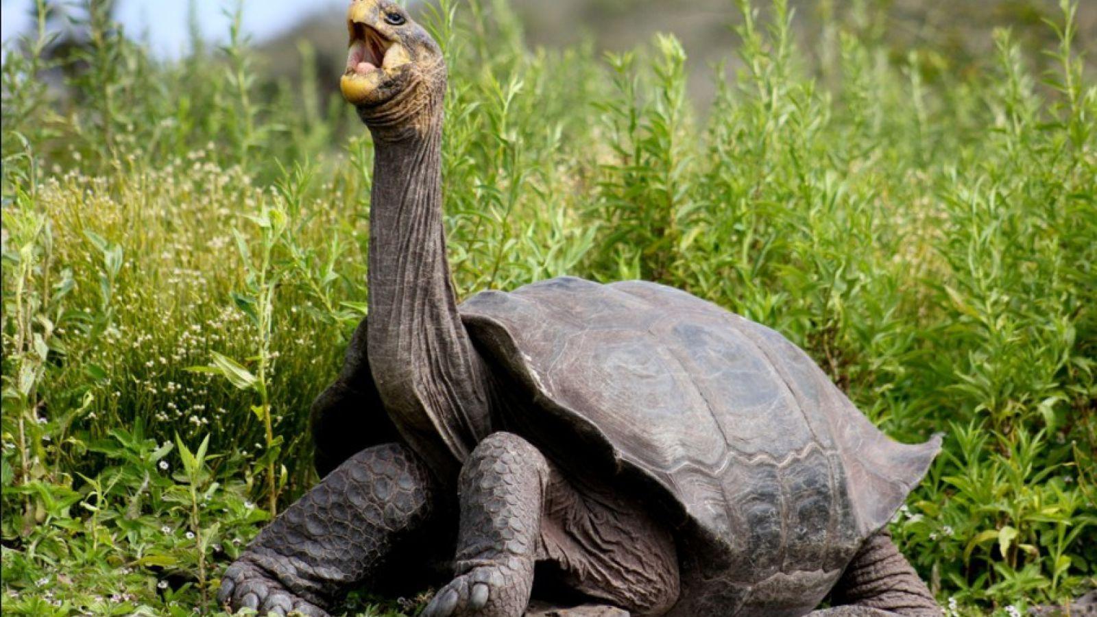 Galapagos Giant Tortoises Are Pulling Away From Extinction One