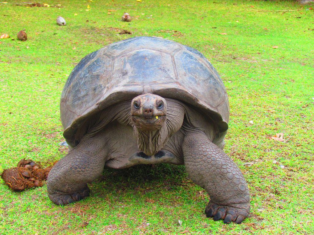 Aldabra giant tortoise. Aldabra Giant Tortoise