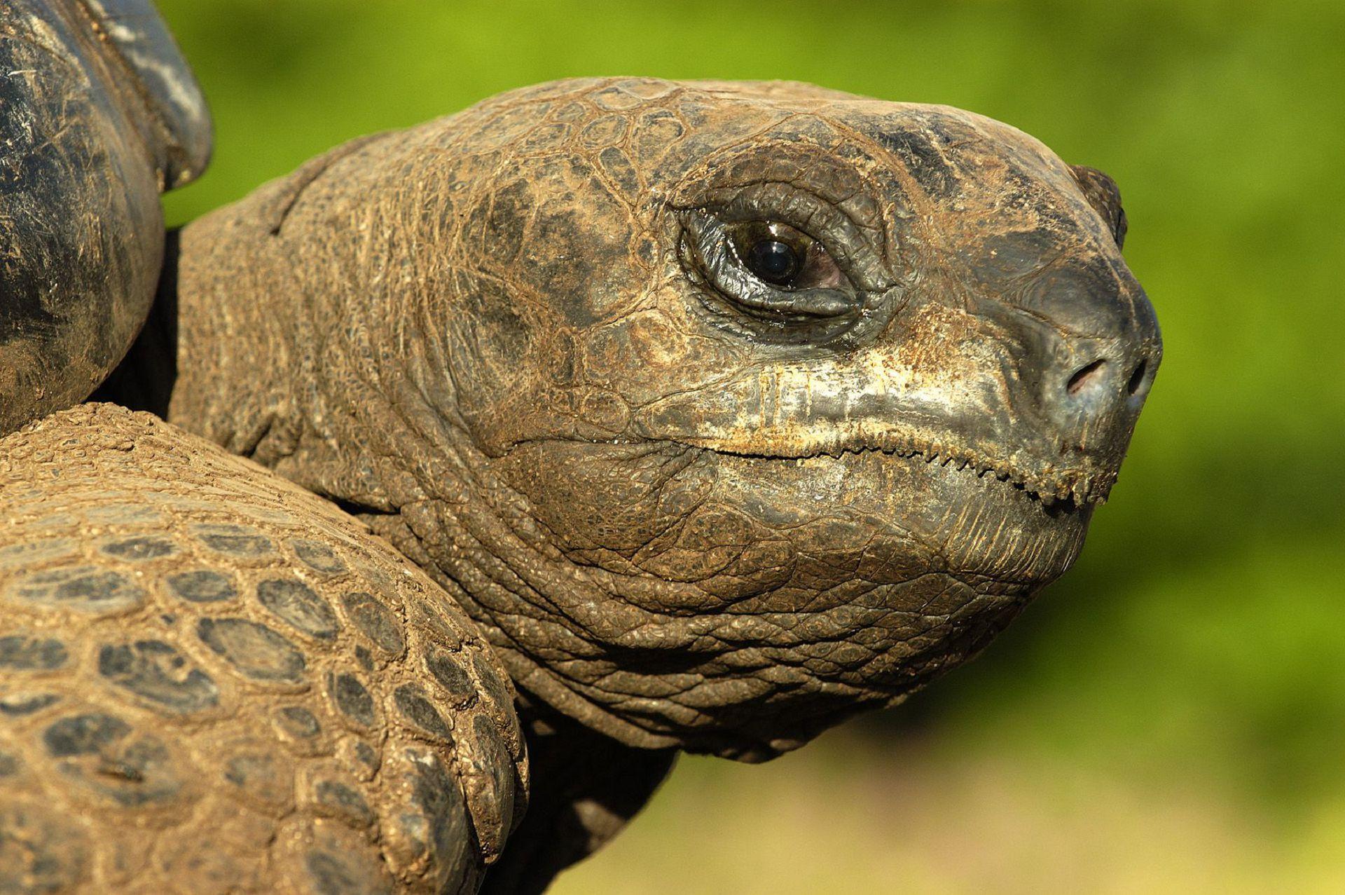 Galápagos Giant Tortoise clipart graphics Free clip art. Art