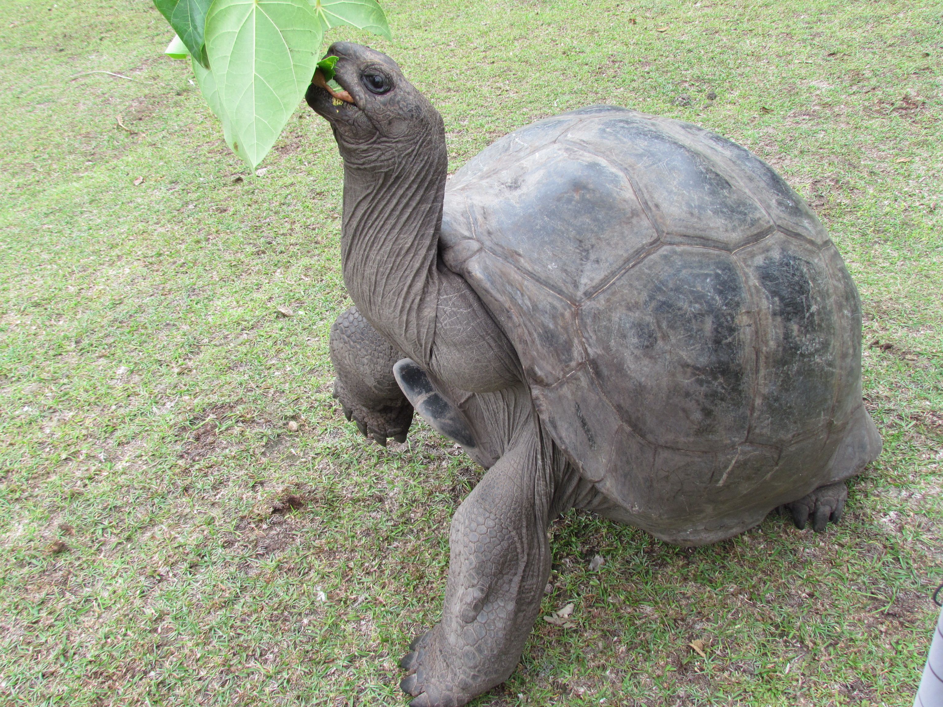 Aldabra Giant Tortoise, Diet, Breeding, Life Cycle